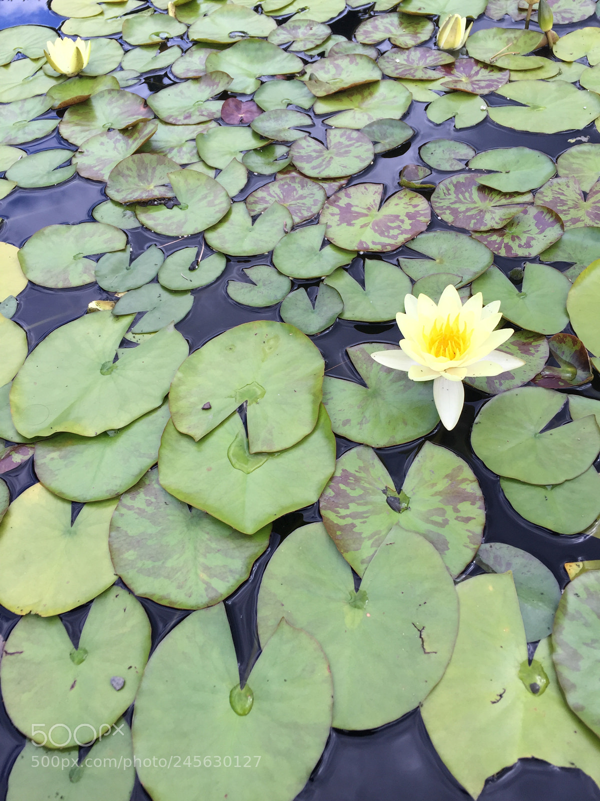 Apple iPhone 6 sample photo. Lotus lust, new york 2017 photography