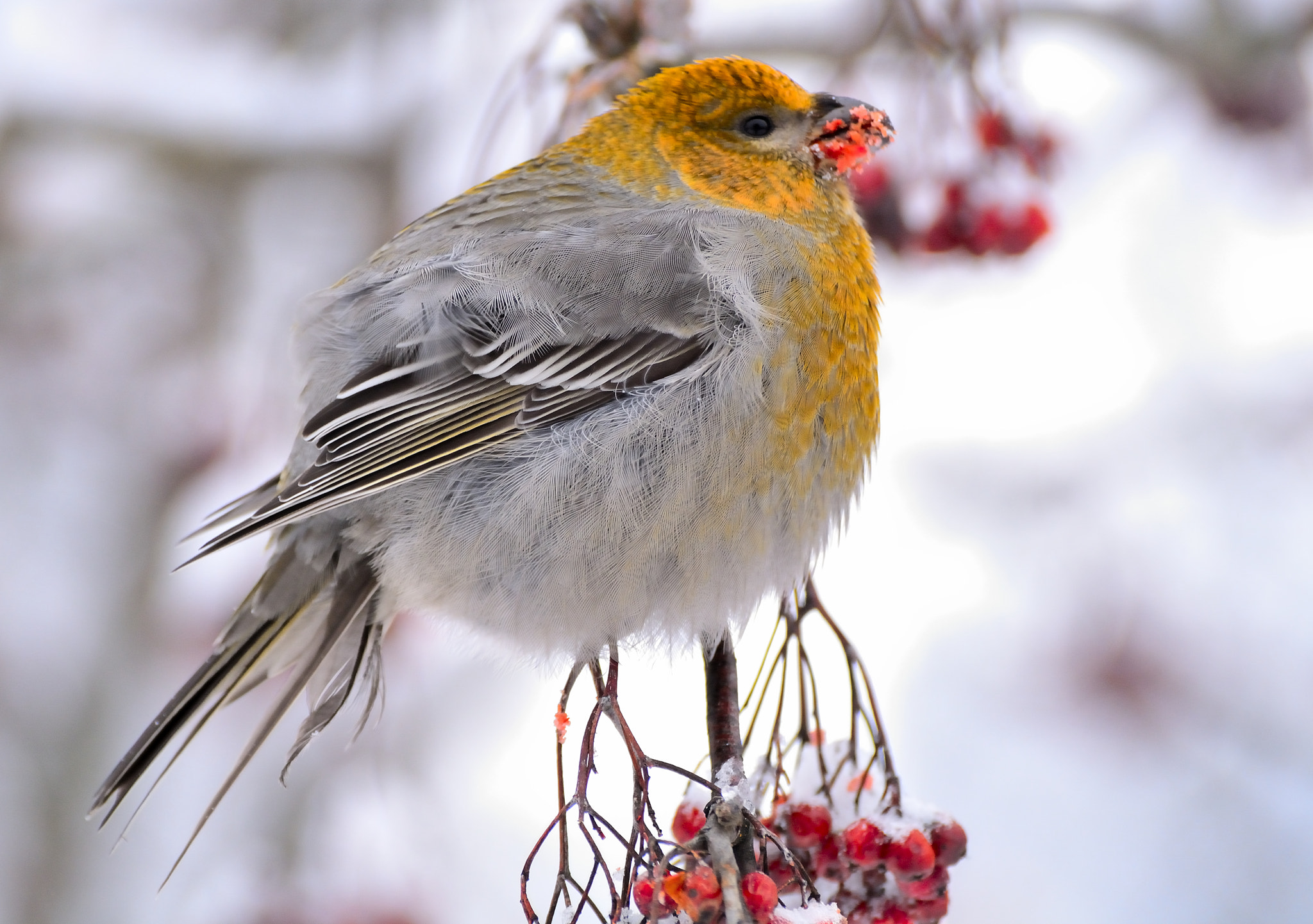 Nikon D7100 sample photo. Cold weather photography