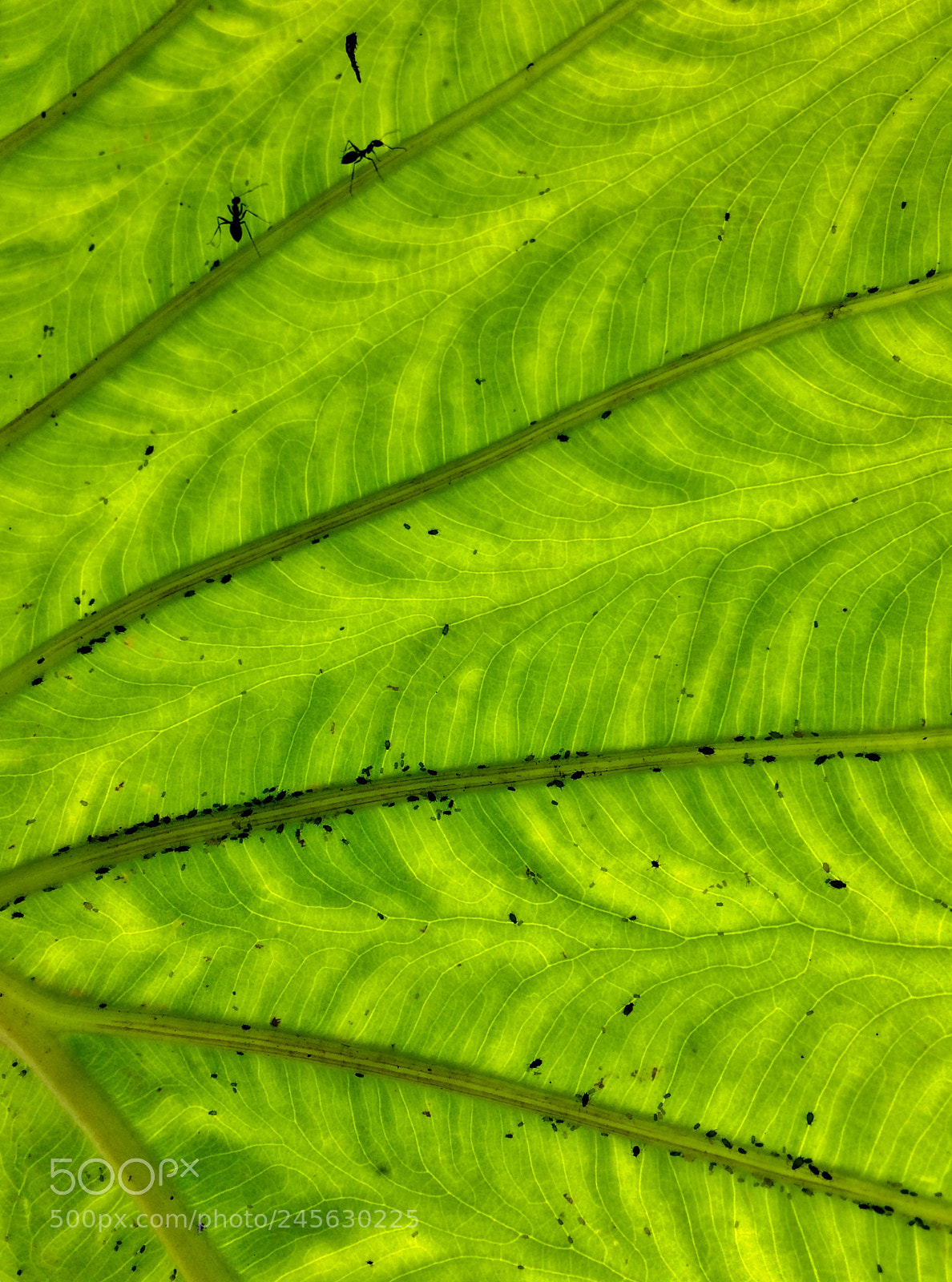 Apple iPhone 5s sample photo. Tiny bugs !!! photography