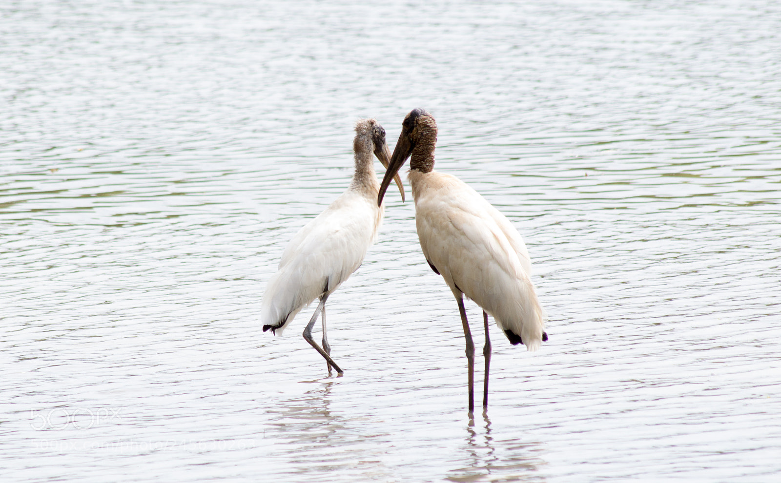 Nikon D3100 sample photo. Birds photography