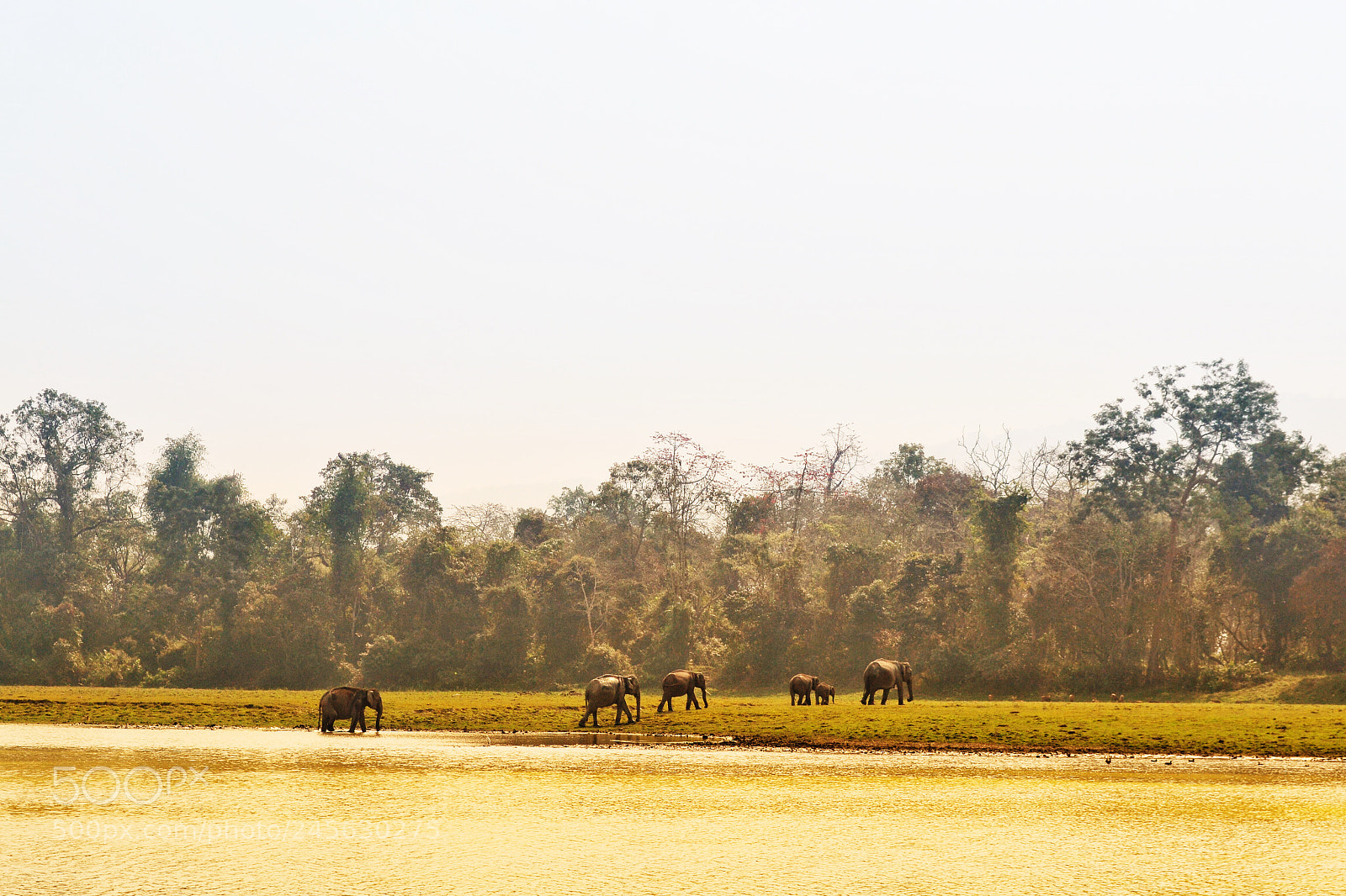 Nikon D3100 sample photo. Wonders of kaziranga!!! photography
