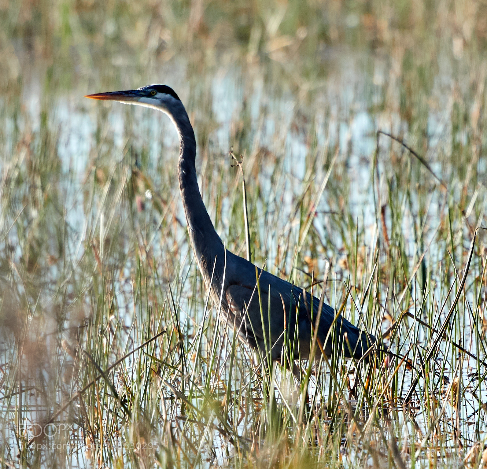 Canon EOS-1D X Mark II sample photo. 02-10-18-0003142.jpg photography