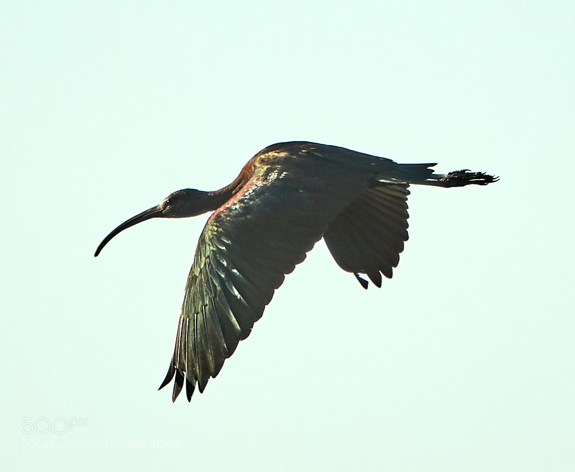 Canon EOS-1D X Mark II sample photo. 02-10-18-0003149.jpg photography