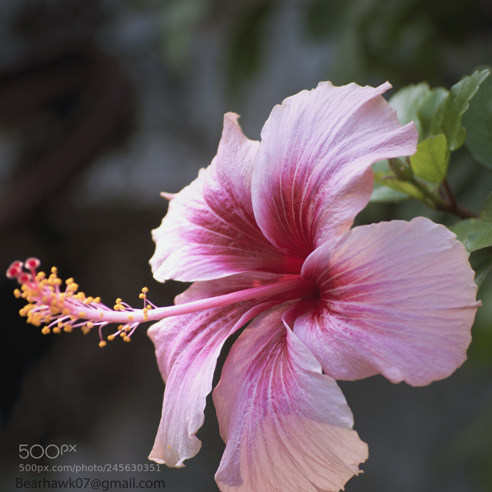 Nikon D7200 sample photo. 166.jpg photography