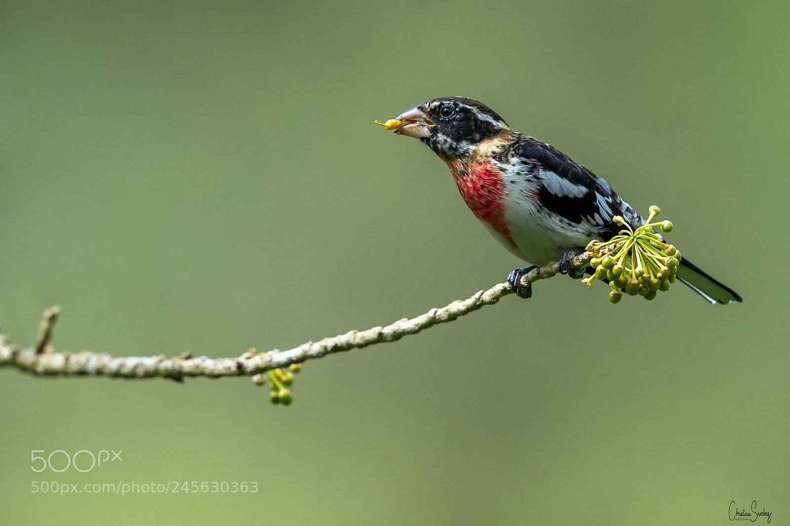 Nikon D4 sample photo. Rose-breasted grosbeak photography