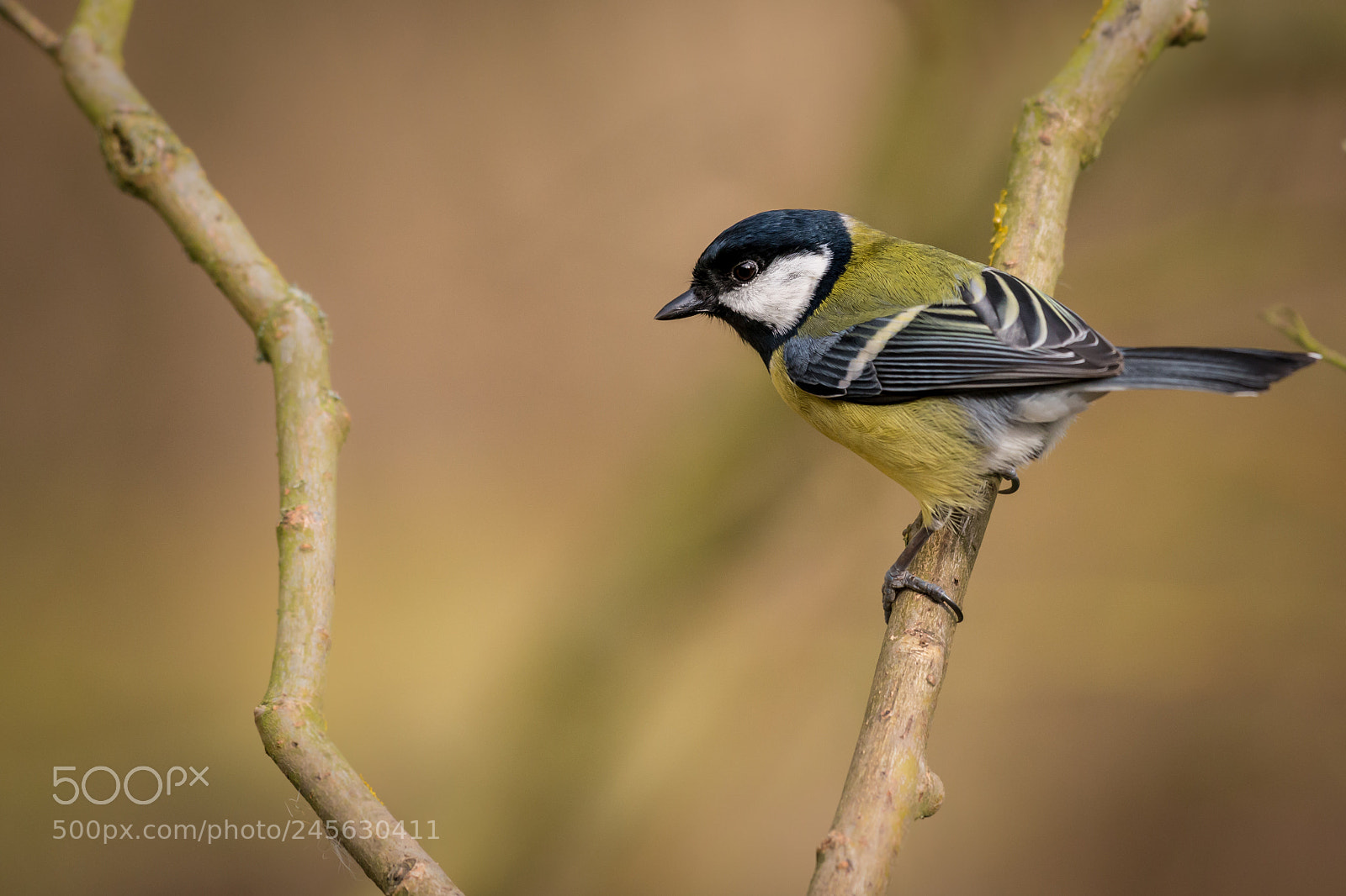 Nikon D800 sample photo. Great tit photography