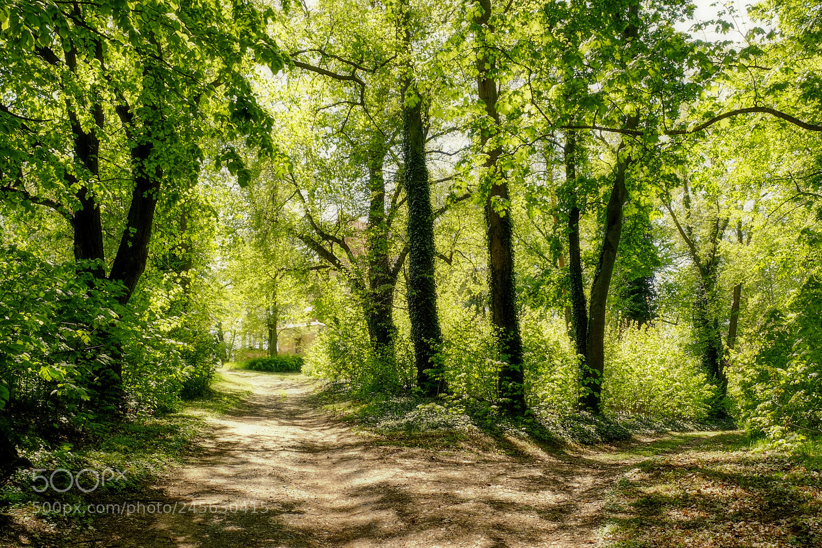 Fujifilm X-E1 sample photo. Light in the wood photography