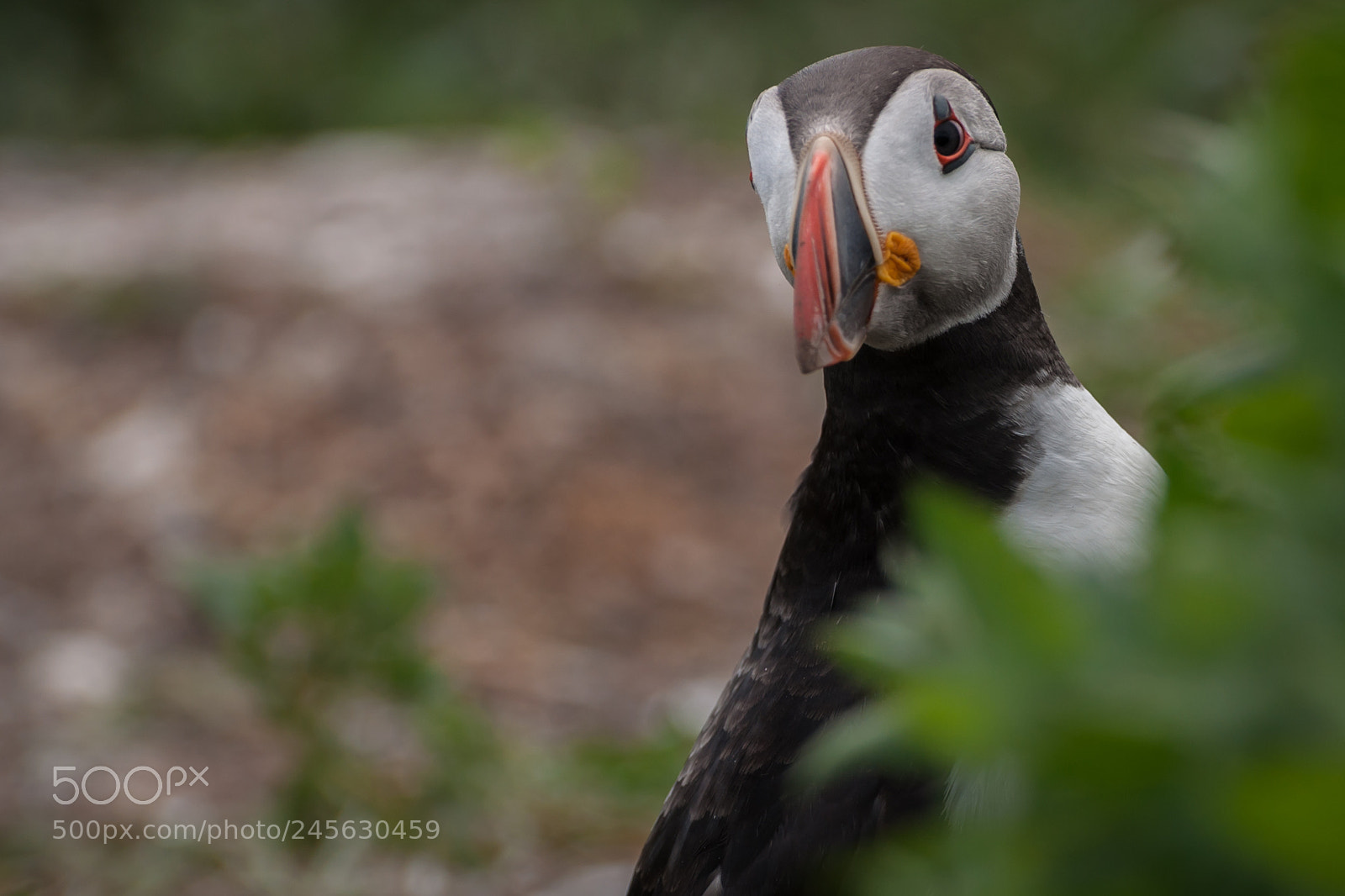 Nikon D5000 sample photo. Uk atlantic puffin photography
