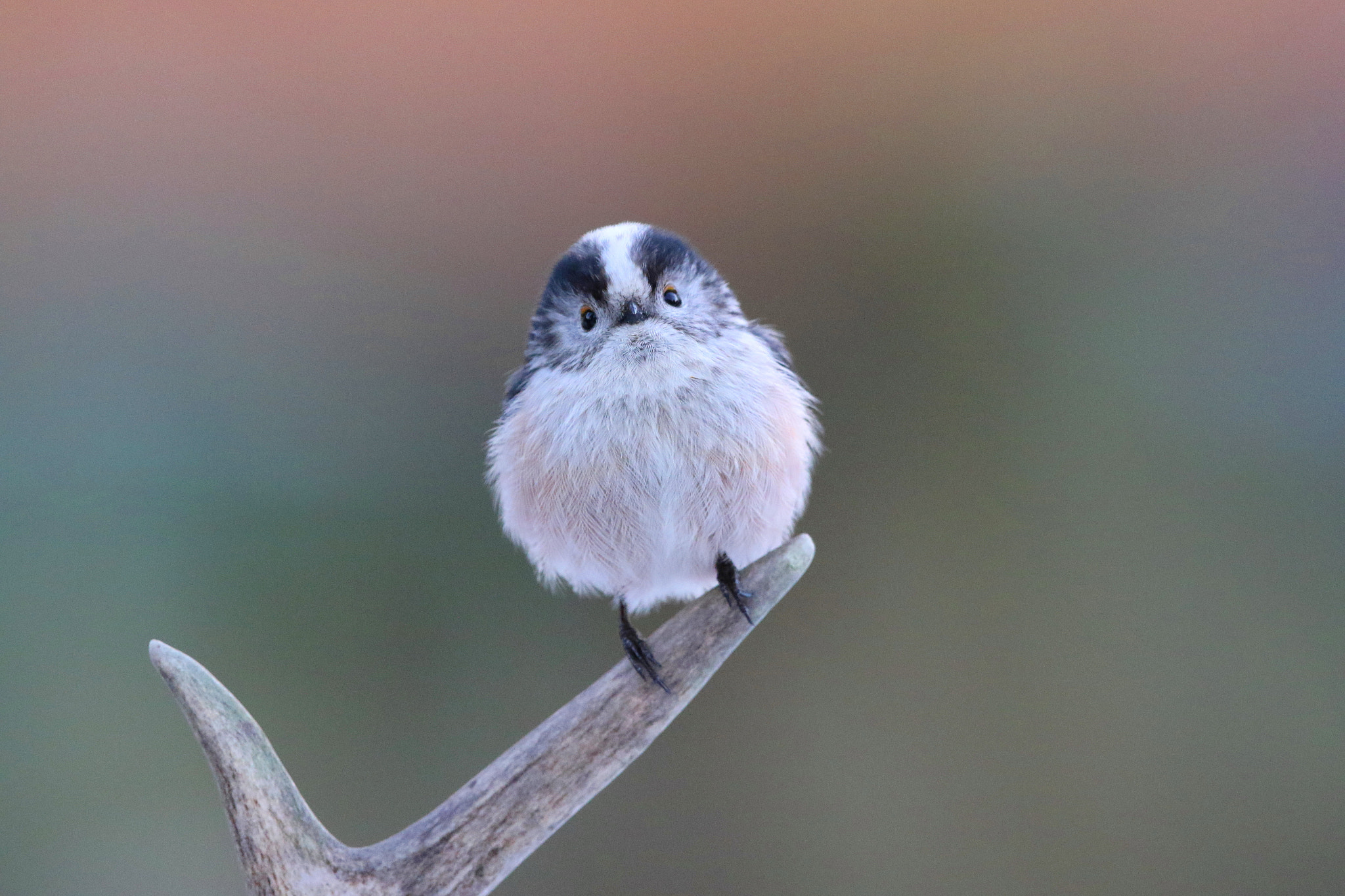 Canon EF 500mm F4L IS II USM sample photo. Long tailed tit on antler photography