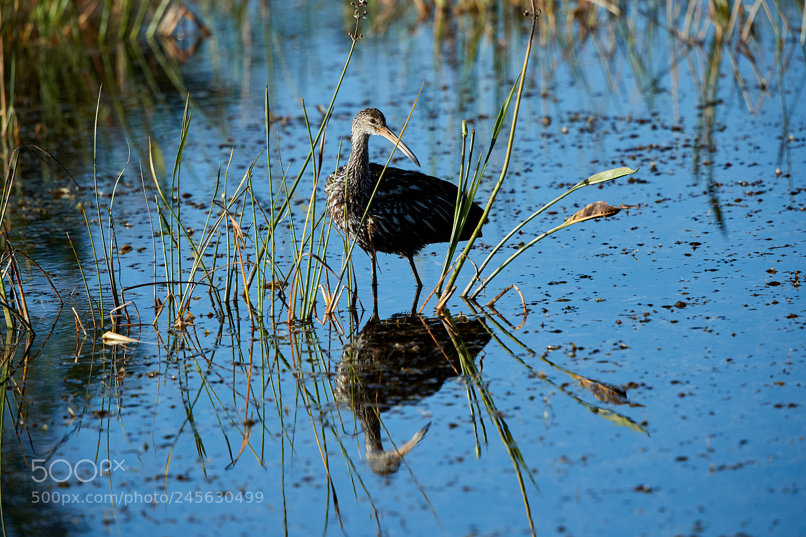 Canon EOS-1D X Mark II sample photo. 02-10-18-0003172.jpg photography