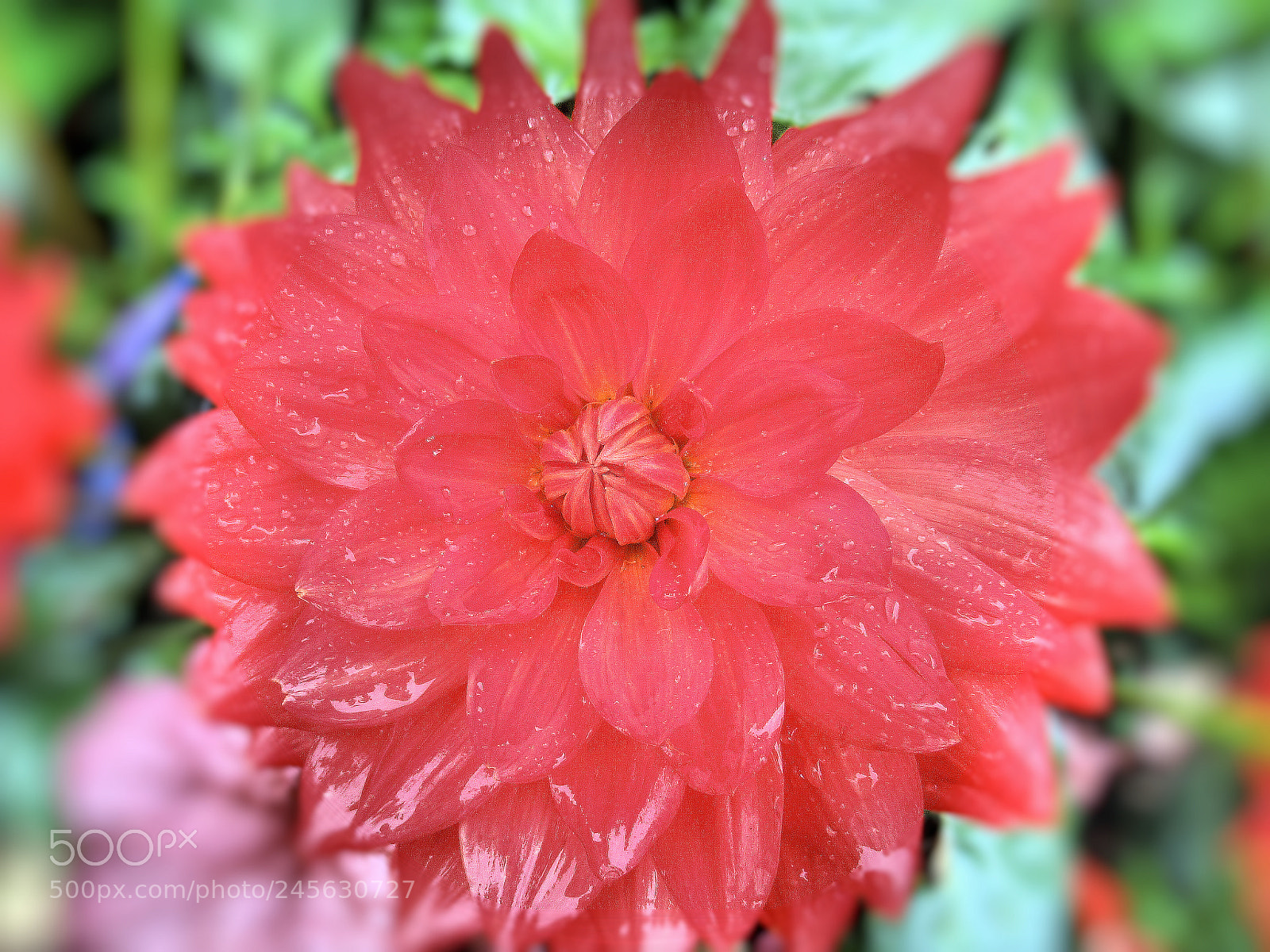 Canon PowerShot SX620 HS sample photo. Deep pink flourish photography