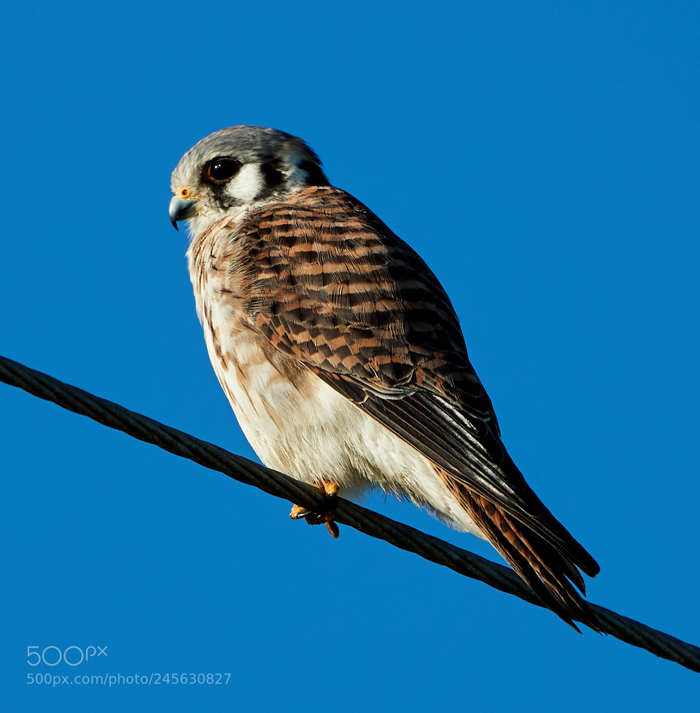 Canon EOS-1D X Mark II sample photo. 02-10-18-0003187.jpg photography