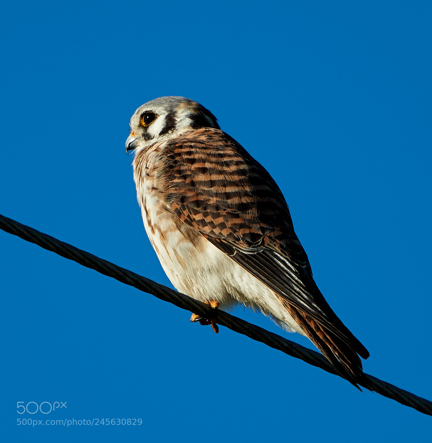 Canon EOS-1D X Mark II sample photo. 02-10-18-0003189.jpg photography