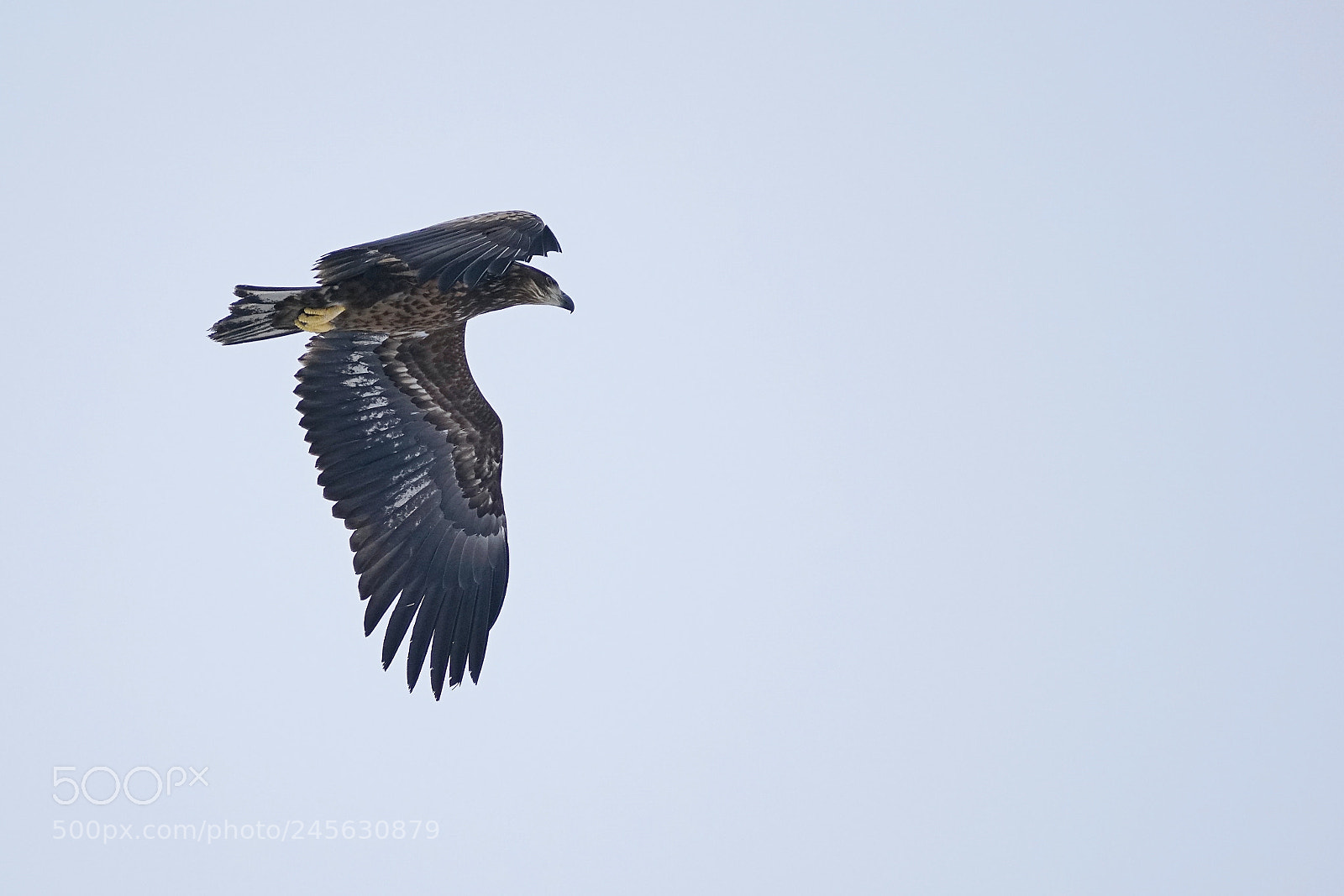 Sony a7R II sample photo. White-tailed eagle photography