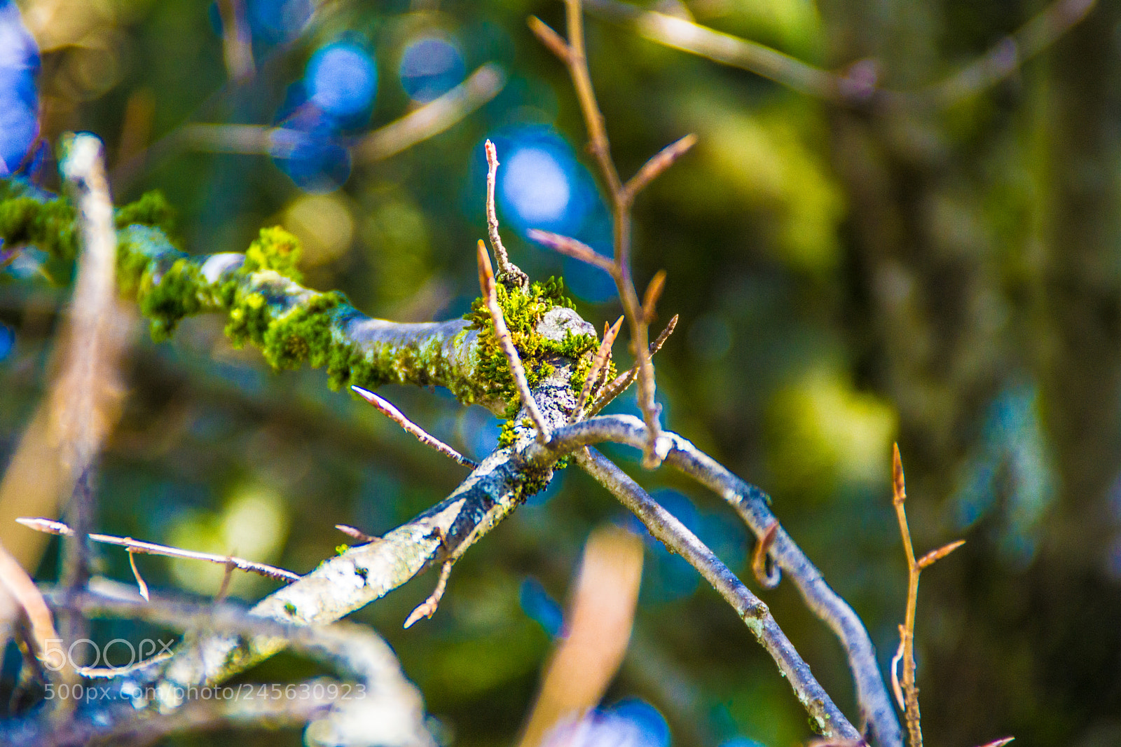 Sony a5100 sample photo. Walking on castione pt5 photography
