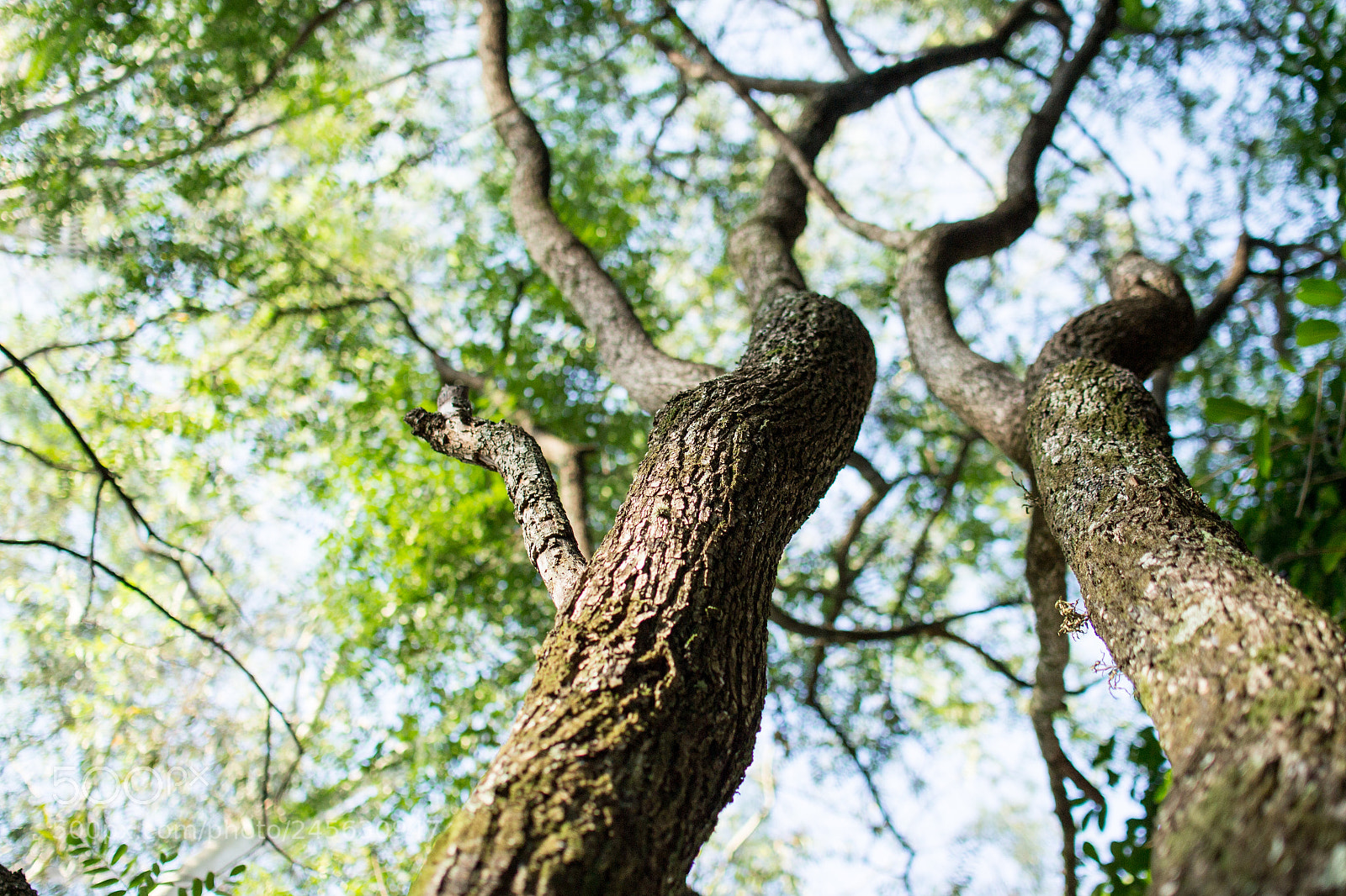 Nikon D3100 sample photo. Tree photography