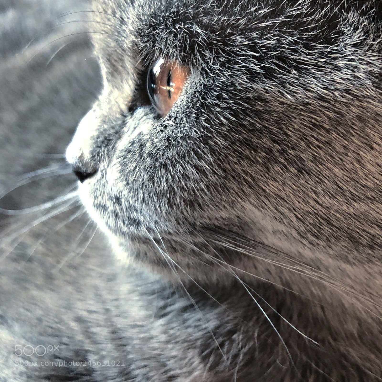 Apple iPhone 8 sample photo. Sarah. photography
