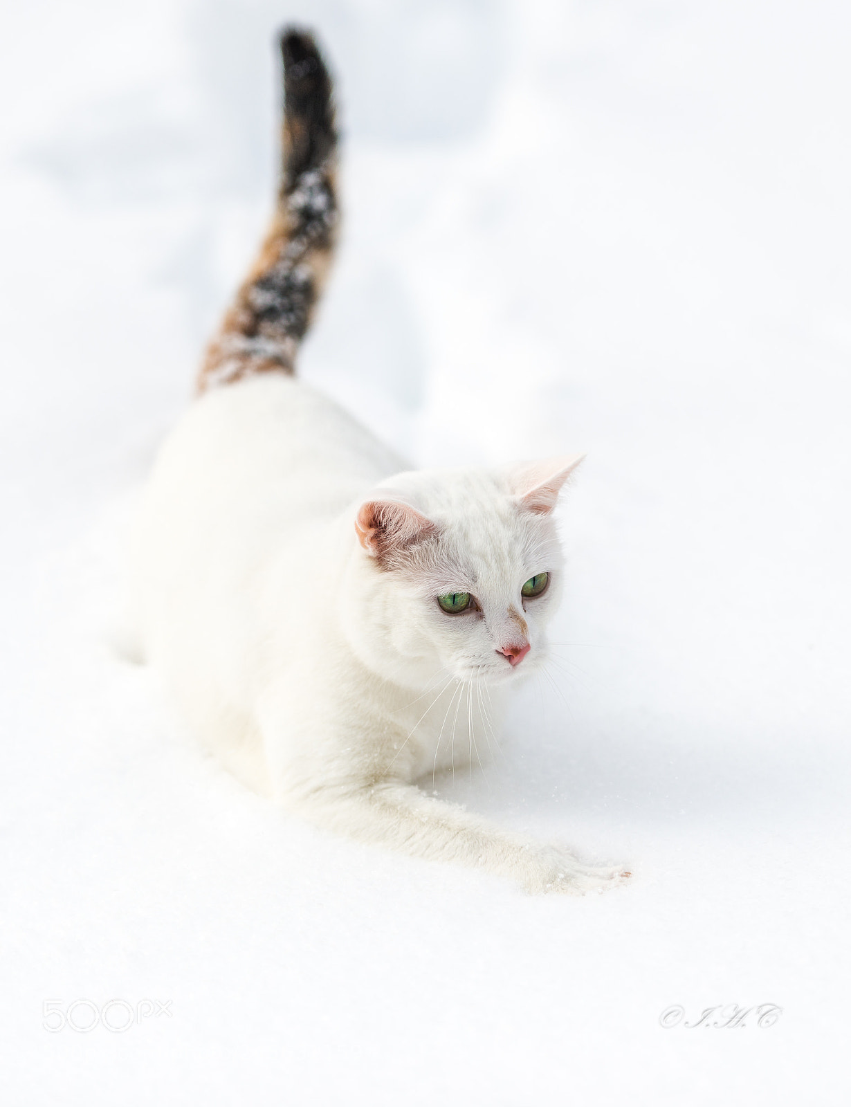 Nikon D800 sample photo. No fun! photography