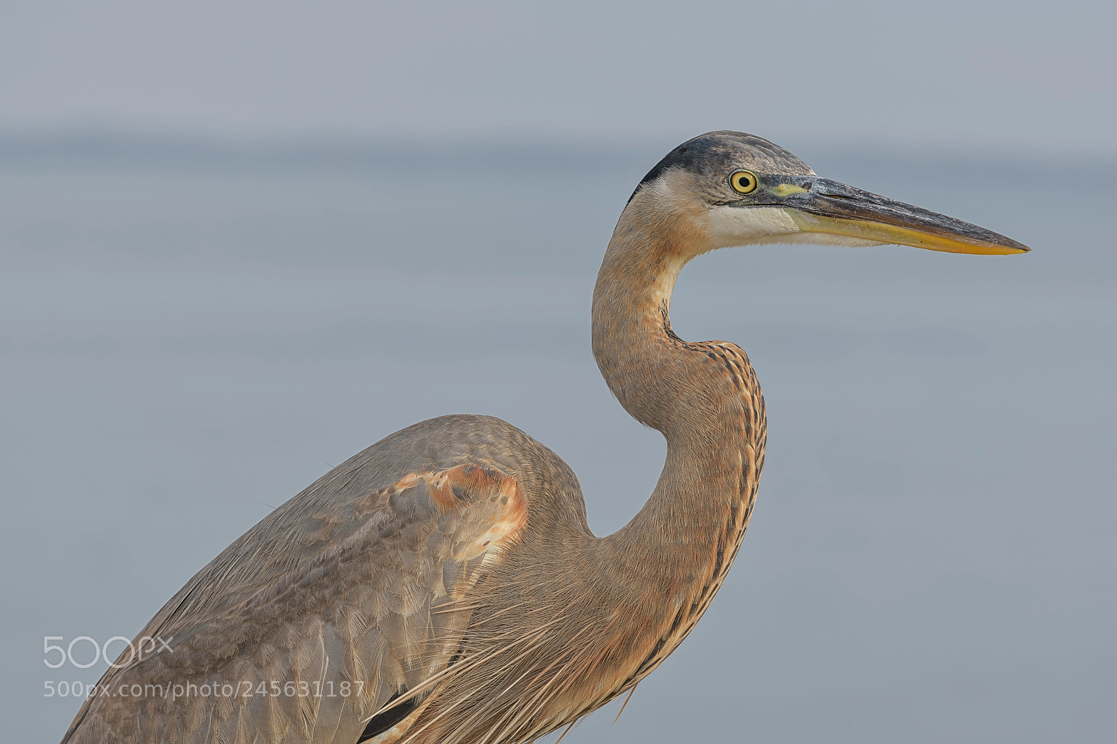 Nikon D850 sample photo. Great blue heron photography