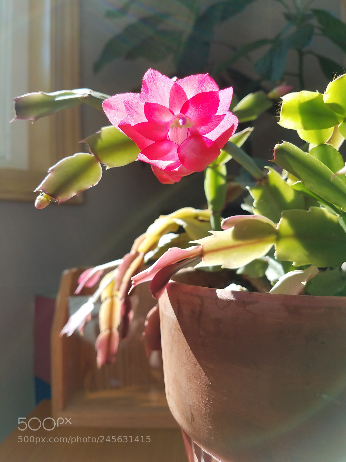 Samsung Galaxy S7 sample photo. Cactus flower photography