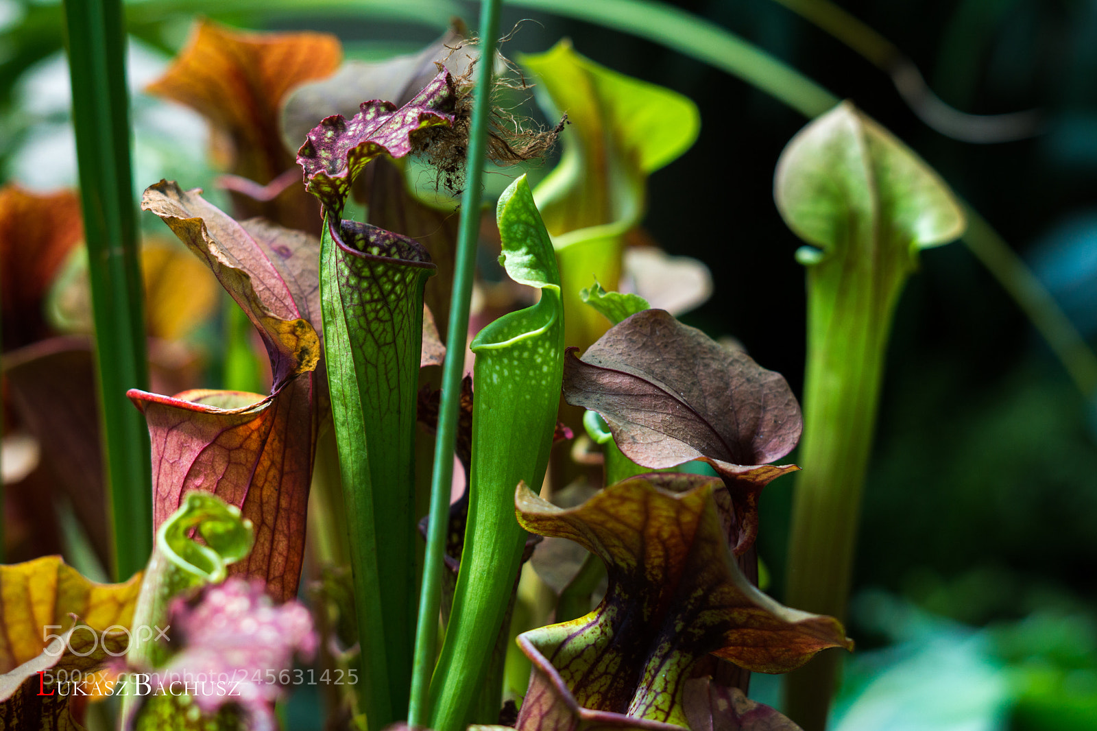 Sony a5100 sample photo. Carnivorous plant photography