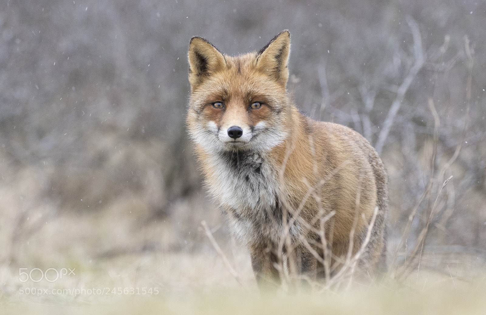 Canon EOS 7D Mark II sample photo. Winterfox photography