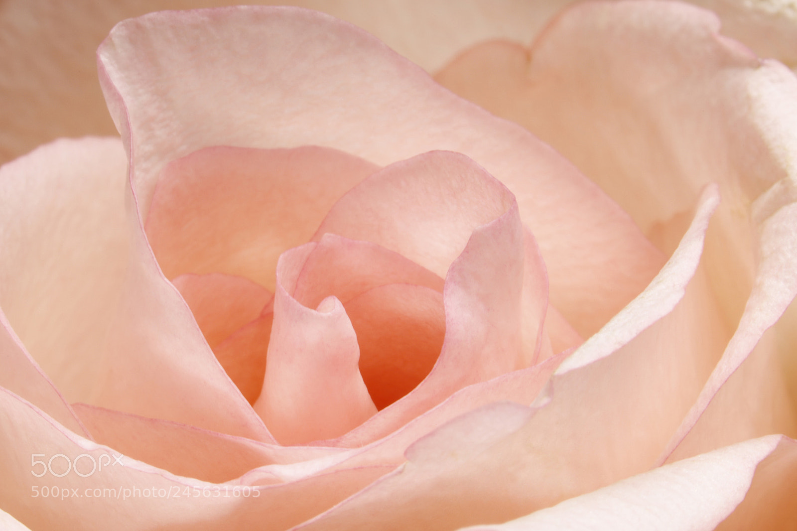 Canon EOS 6D Mark II sample photo. Flores febrero photography