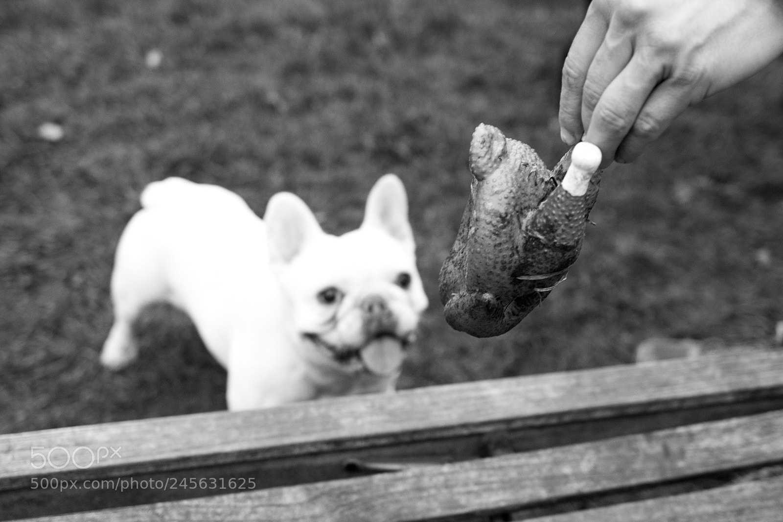 Canon EOS 550D (EOS Rebel T2i / EOS Kiss X4) sample photo. Cani photography