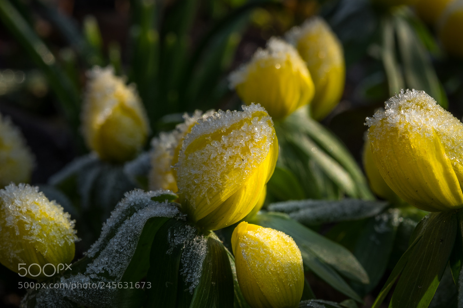 Fujifilm X-T1 sample photo. Es ist kalt am photography