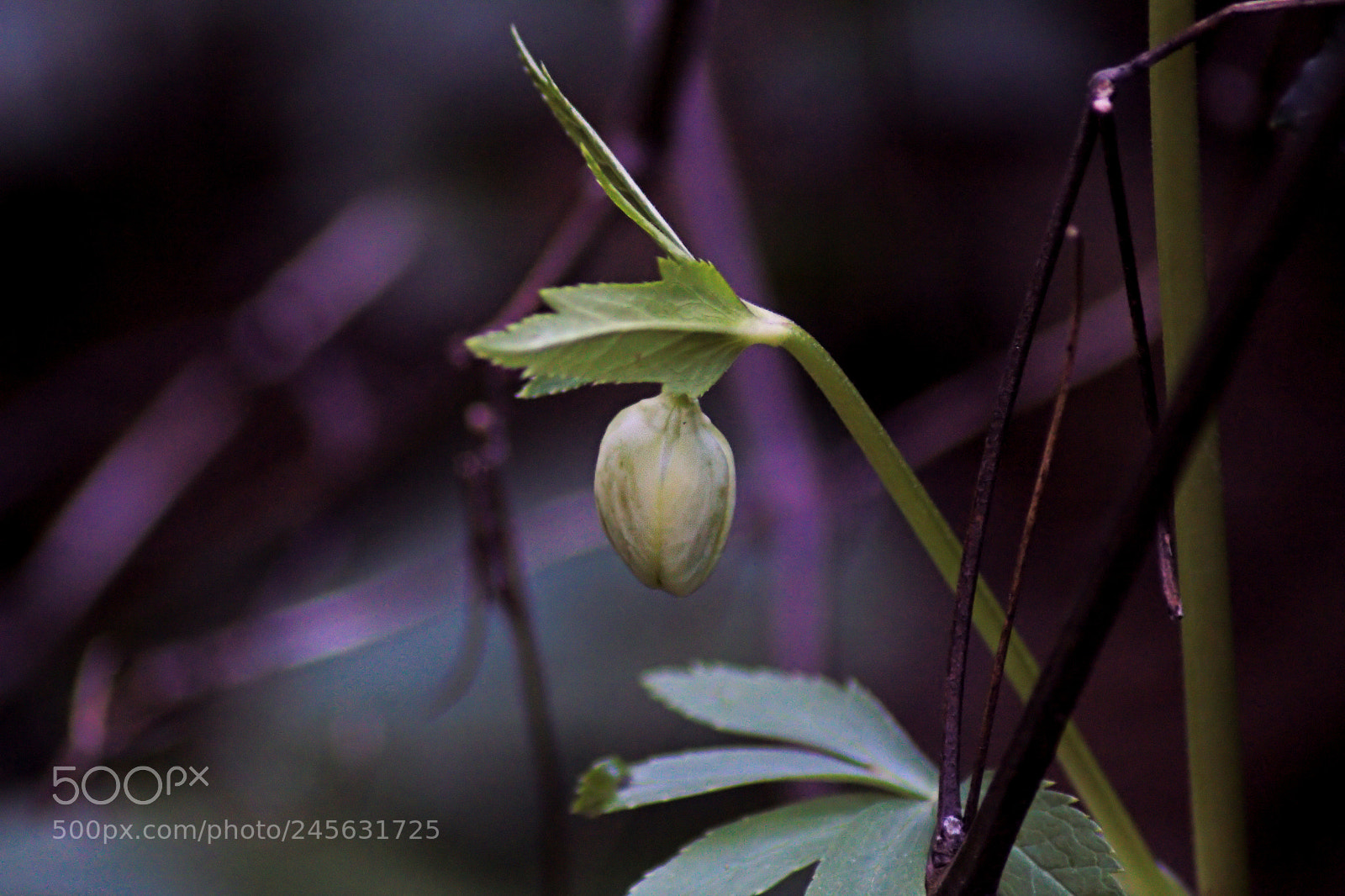 Canon EOS 1300D (EOS Rebel T6 / EOS Kiss X80) sample photo. Hidden buds in a photography