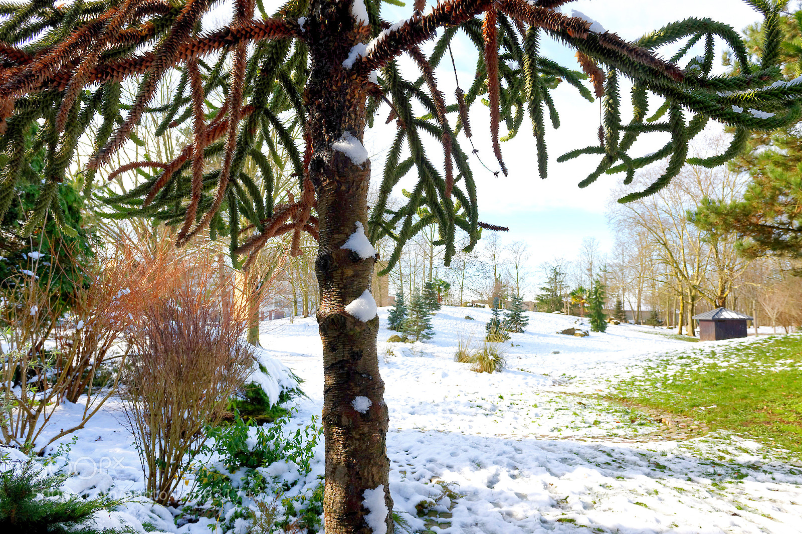 Nikon D4 sample photo. Soleil hivernal photography