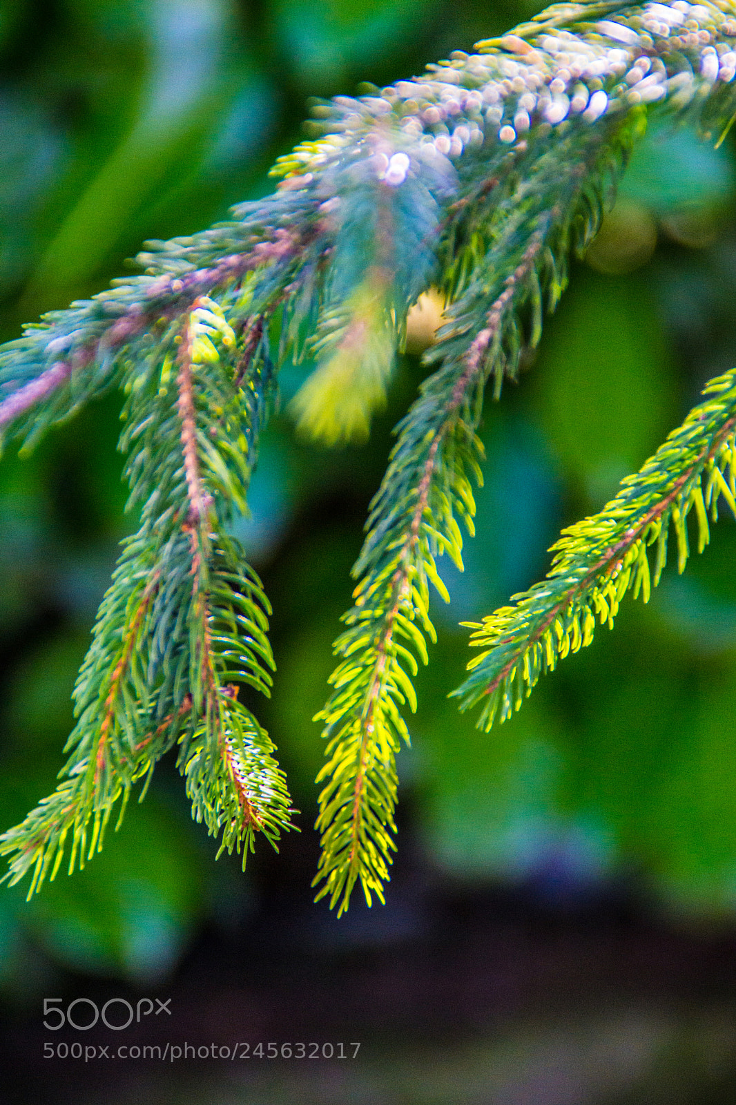 Sony a5100 sample photo. Walking on castione pt5 photography