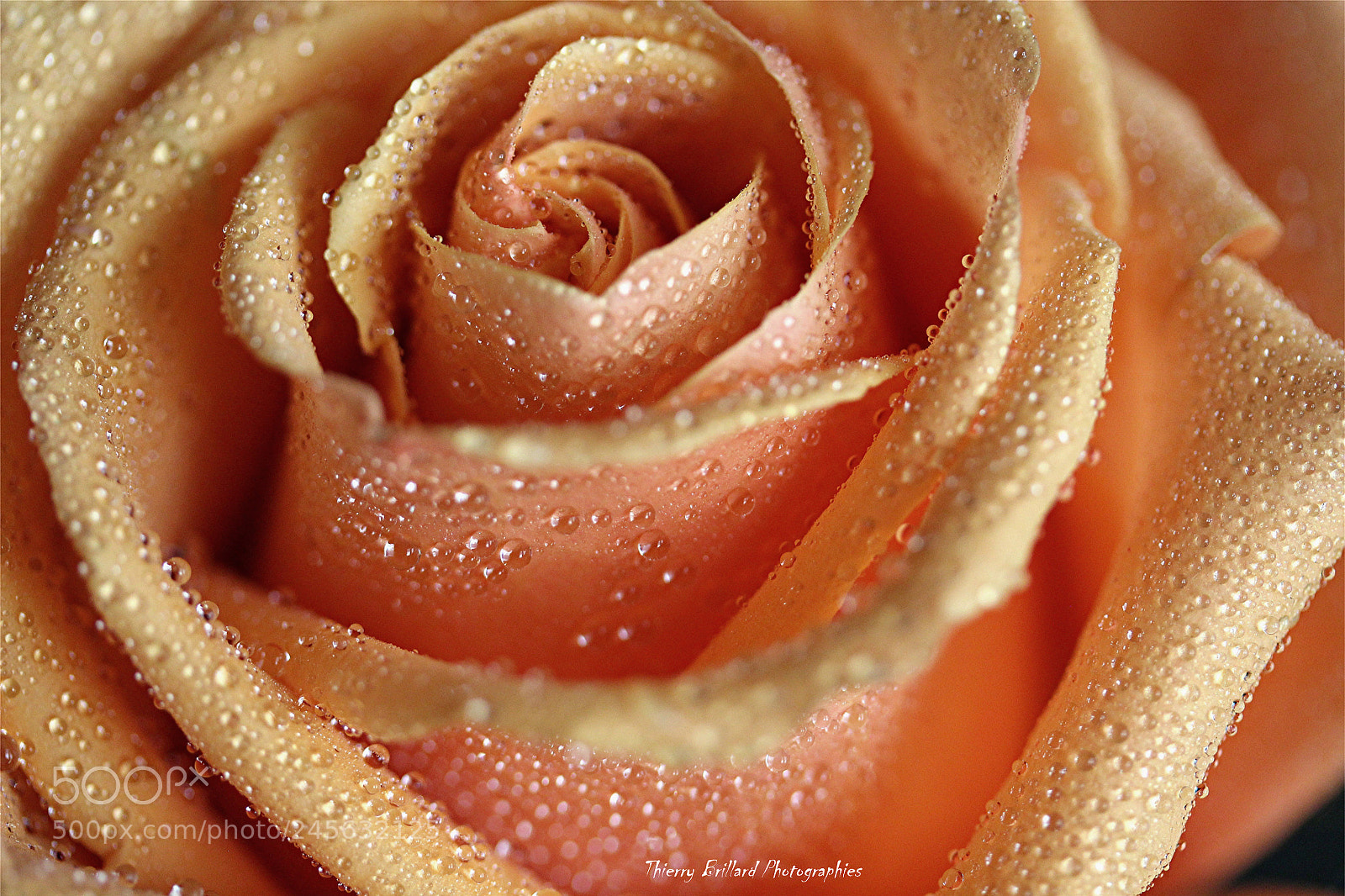 Canon EOS 600D (Rebel EOS T3i / EOS Kiss X5) sample photo. Rose et gouttelettes photography