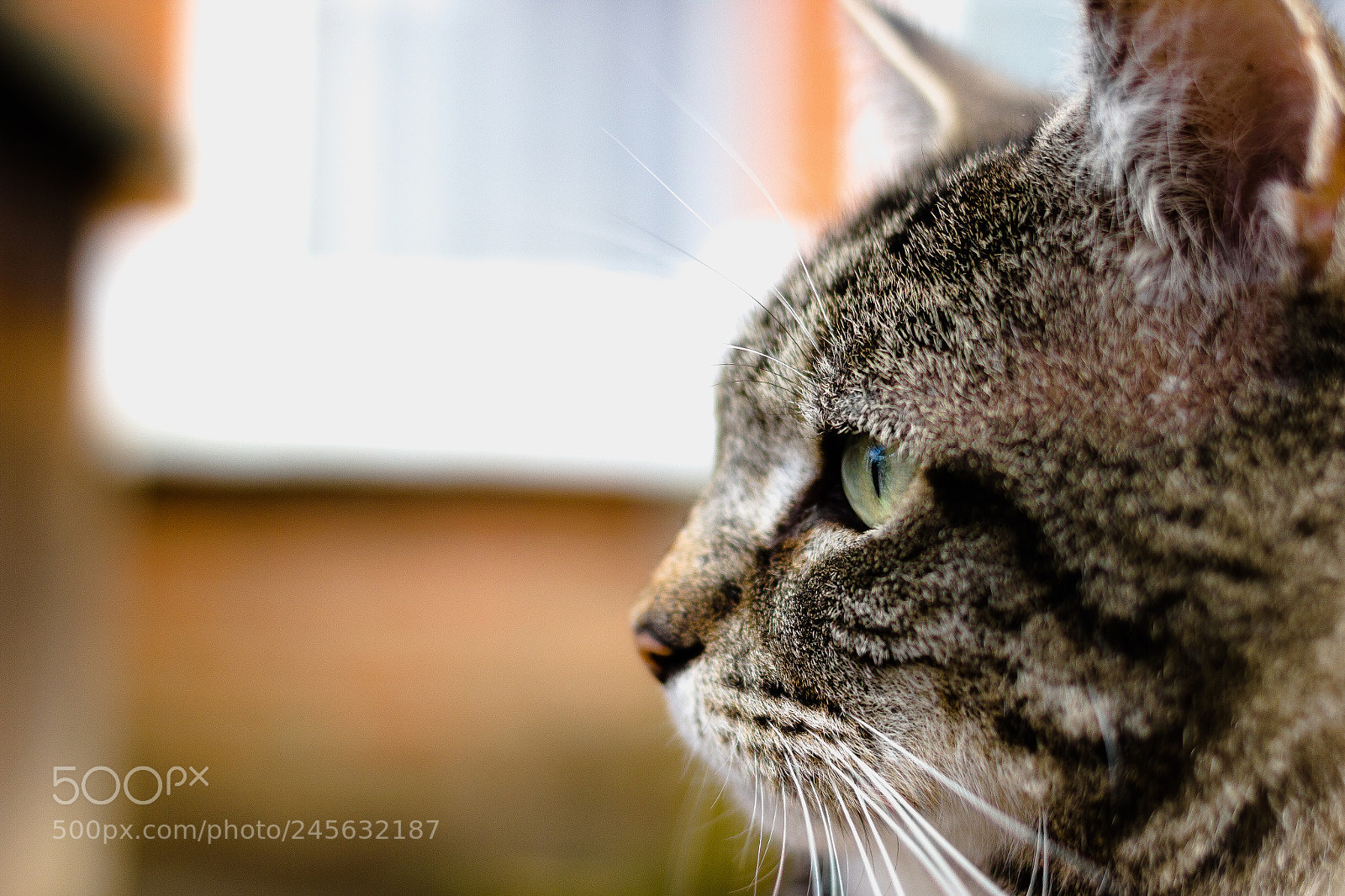 Canon EOS 550D (EOS Rebel T2i / EOS Kiss X4) sample photo. Turnham photography