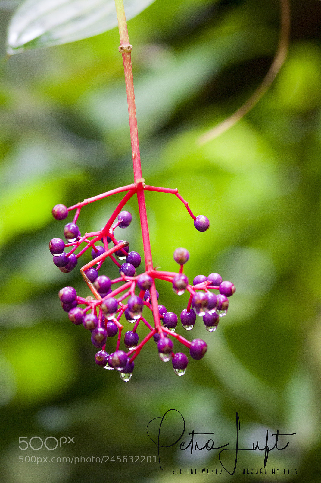 Canon EOS 50D sample photo. Drops photography