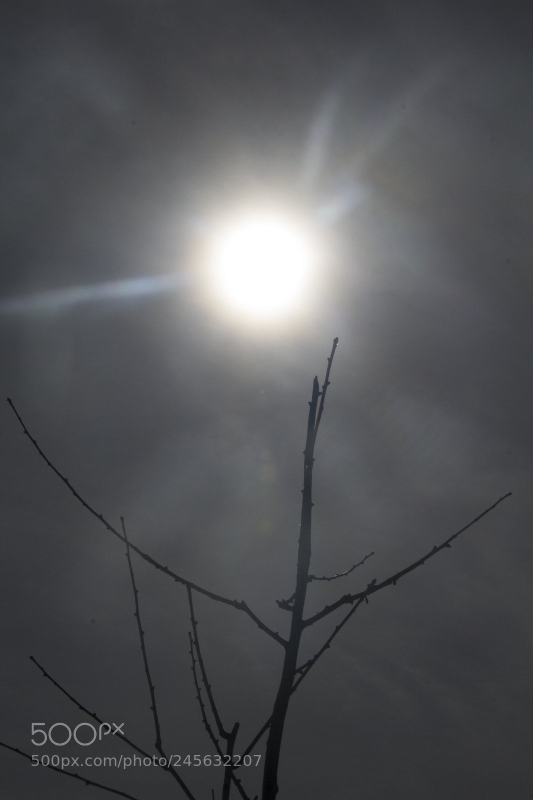 Canon EOS 1200D (EOS Rebel T5 / EOS Kiss X70 / EOS Hi) sample photo. Branch top and sunshine photography