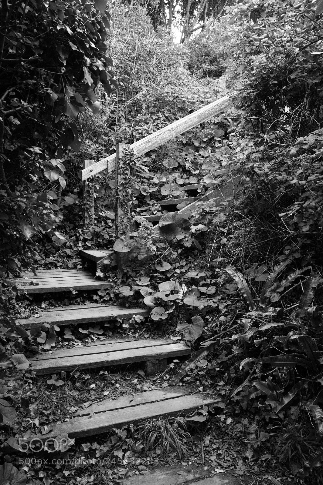 Nikon D50 sample photo. Steps photography
