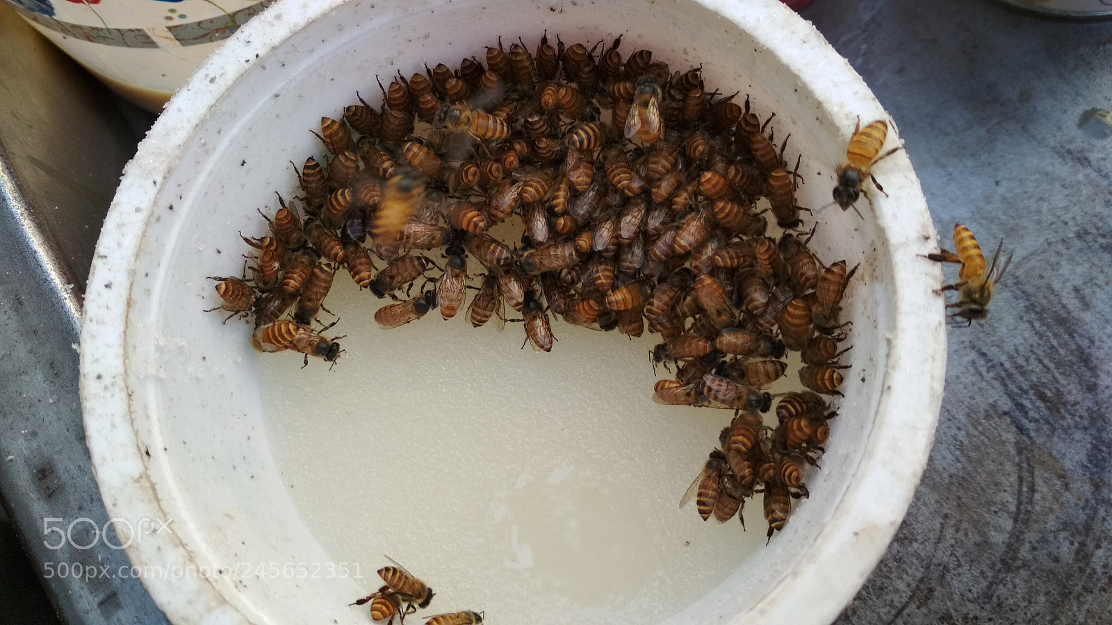 Xiaomi Redmi 4X sample photo. Bee photography