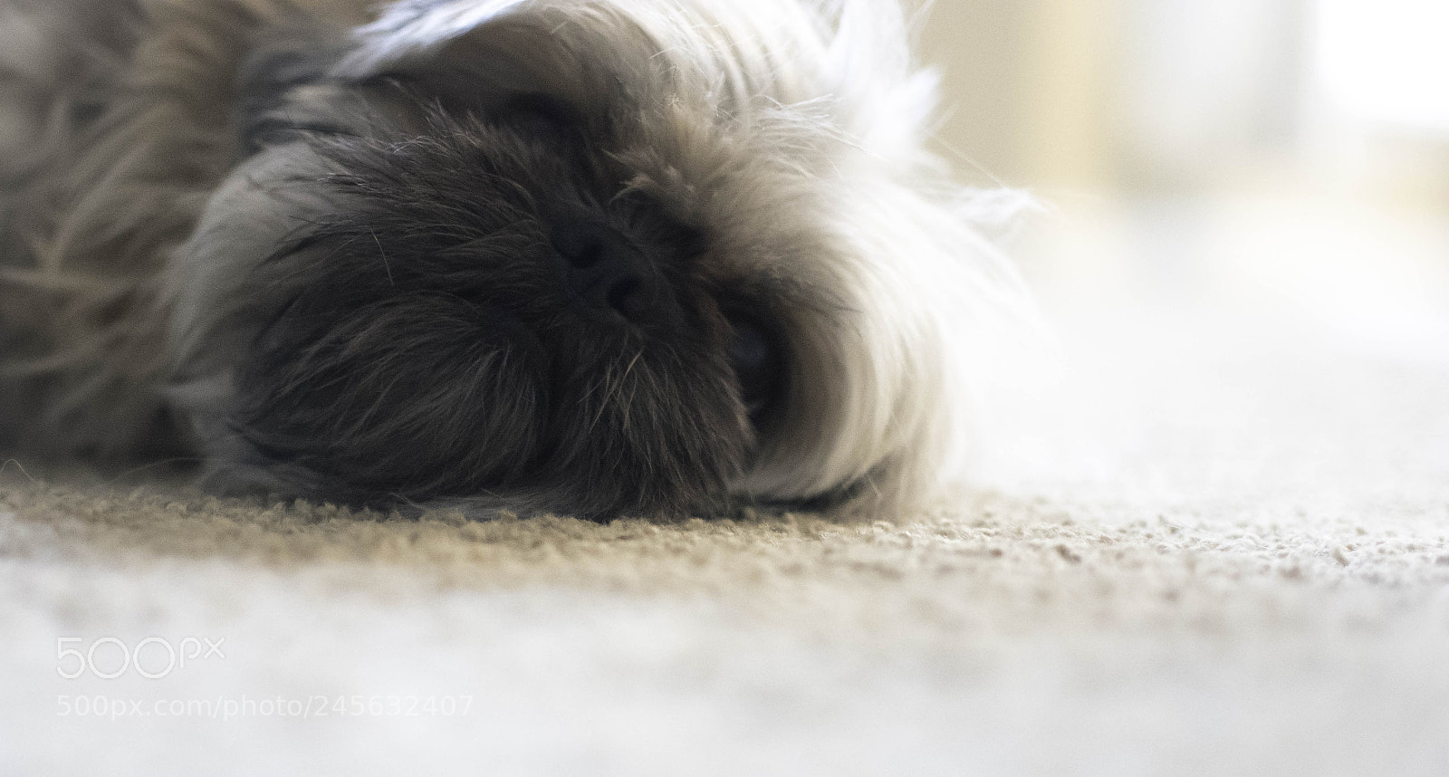 Nikon D7100 sample photo. Brodie nappin' photography