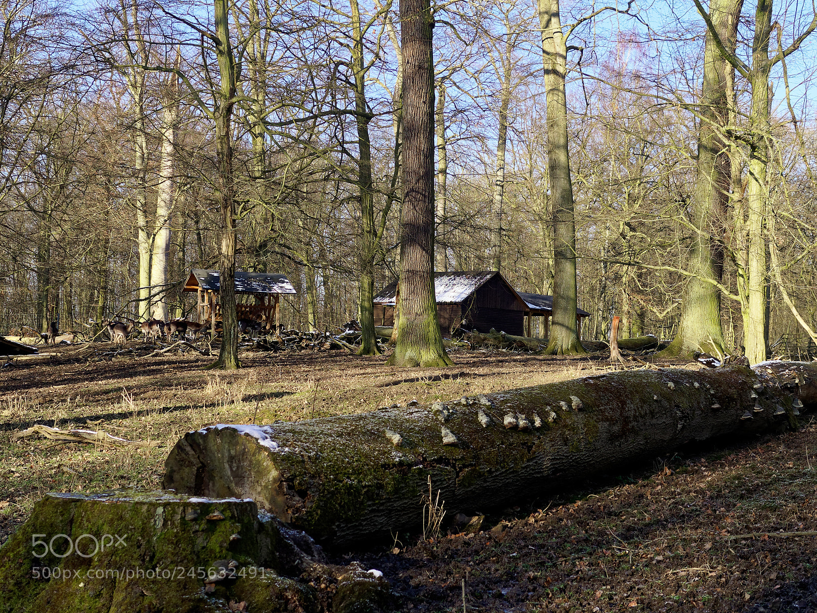 Olympus OM-D E-M5 sample photo. Bs-riddagshausen, tiergehege photography