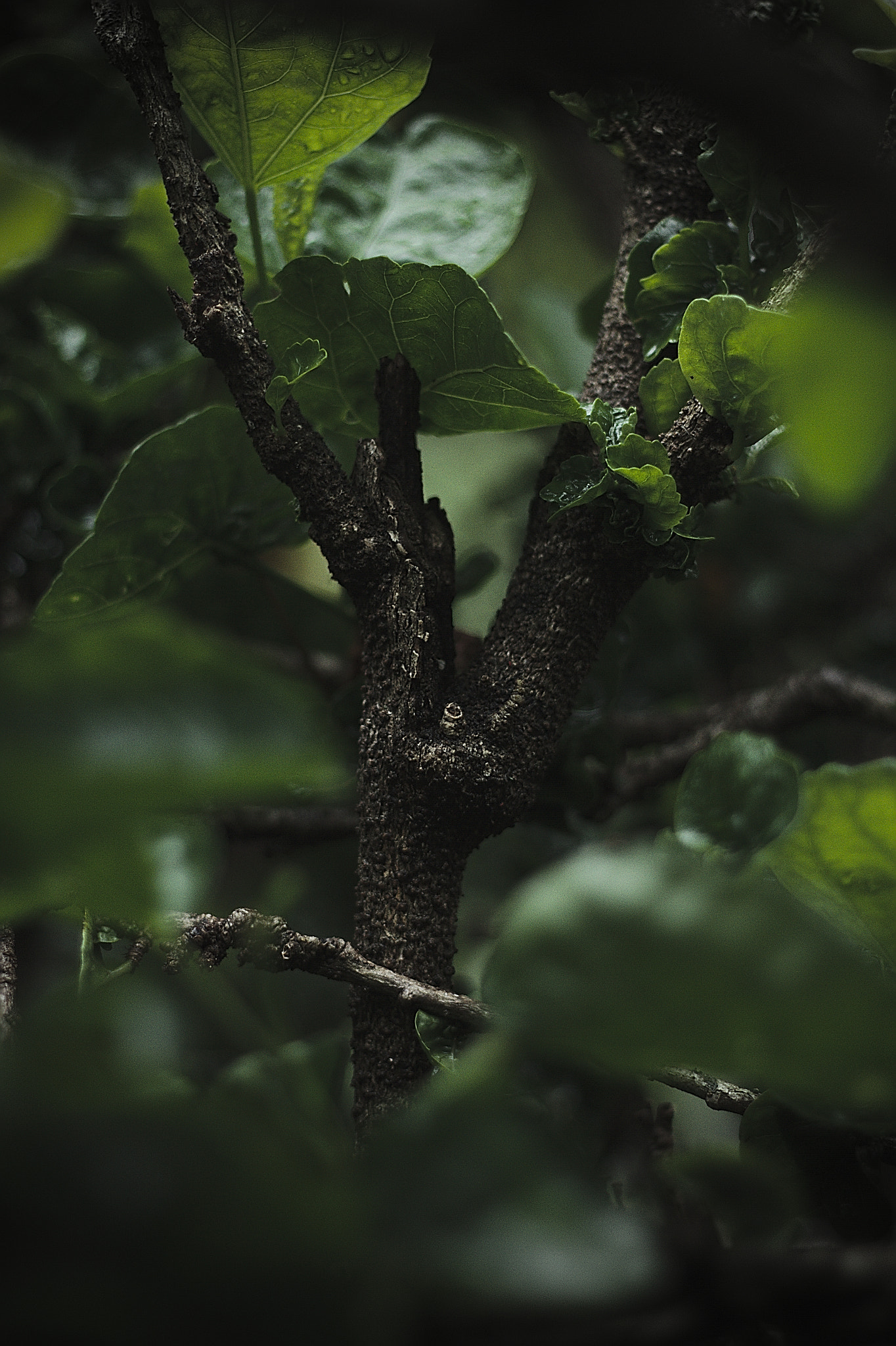 Canon EOS 7D + Canon EF 50mm F1.8 STM sample photo. Behind branch photography