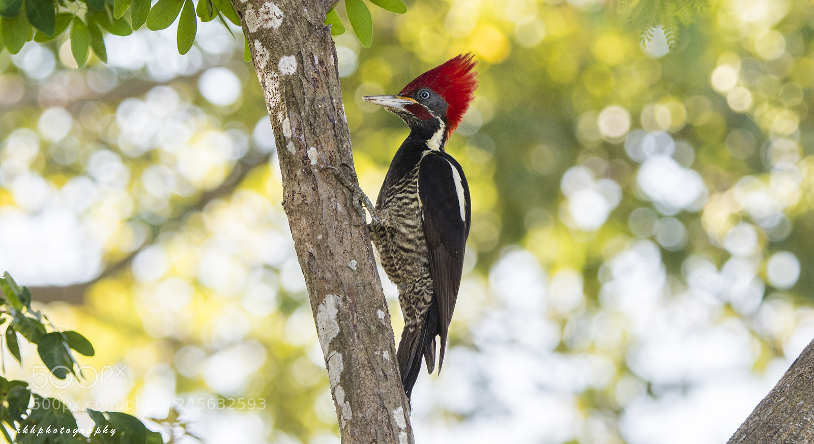 Nikon D500 sample photo. Lineated woodpecker photography