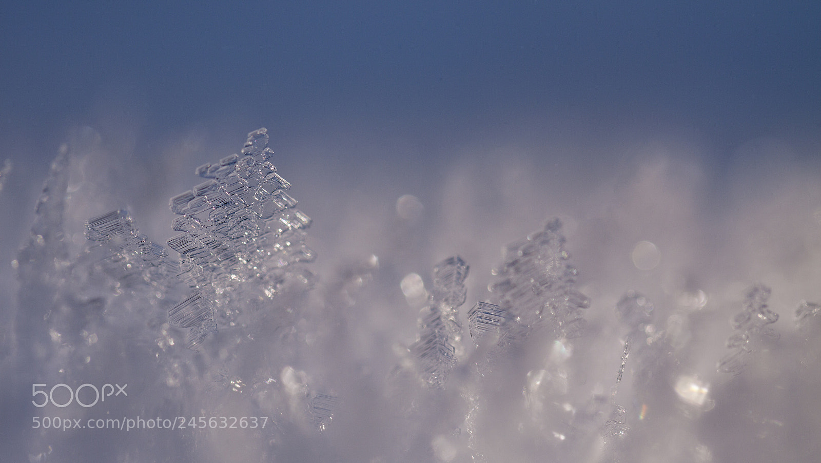 Canon EOS 50D sample photo. Frosty photography