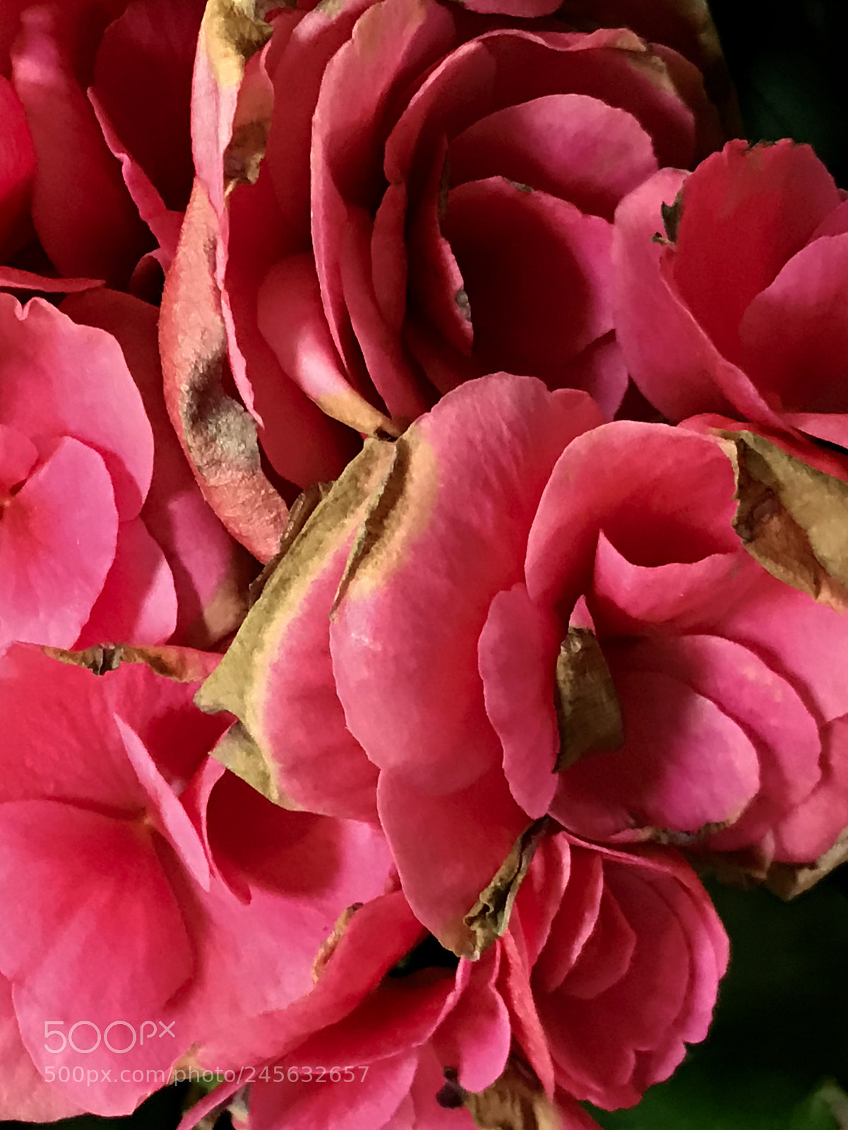 Apple iPhone 7 Plus sample photo. Pink photography
