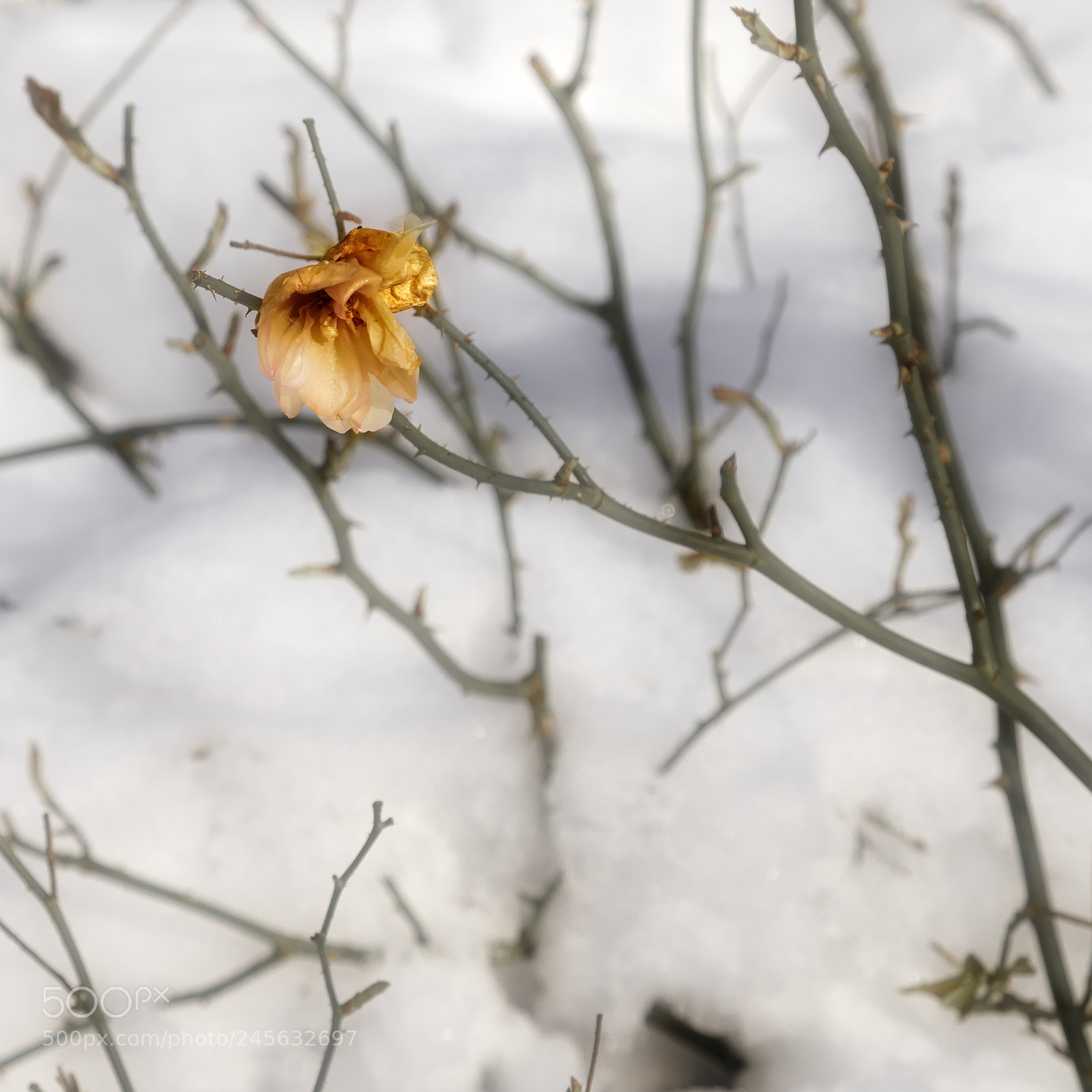 Fujifilm X-T2 sample photo. Survivor photography