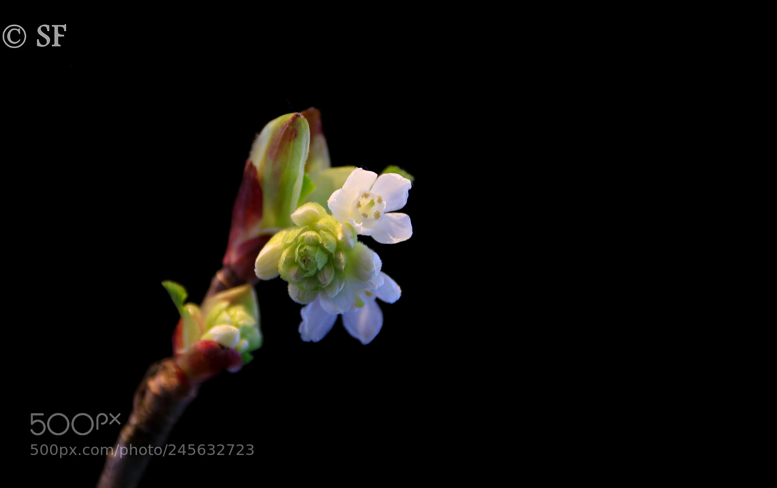 Canon EOS 750D (EOS Rebel T6i / EOS Kiss X8i) sample photo. Red-flowering currant blossom photography