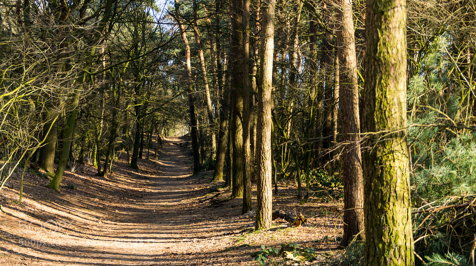 Canon EOS 1100D (EOS Rebel T3 / EOS Kiss X50) sample photo. Forest path photography
