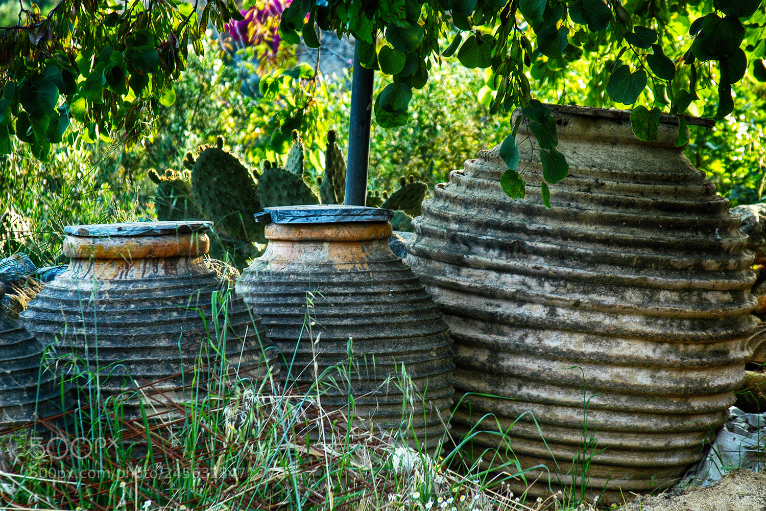 Nikon D100 sample photo. Olive jars photography