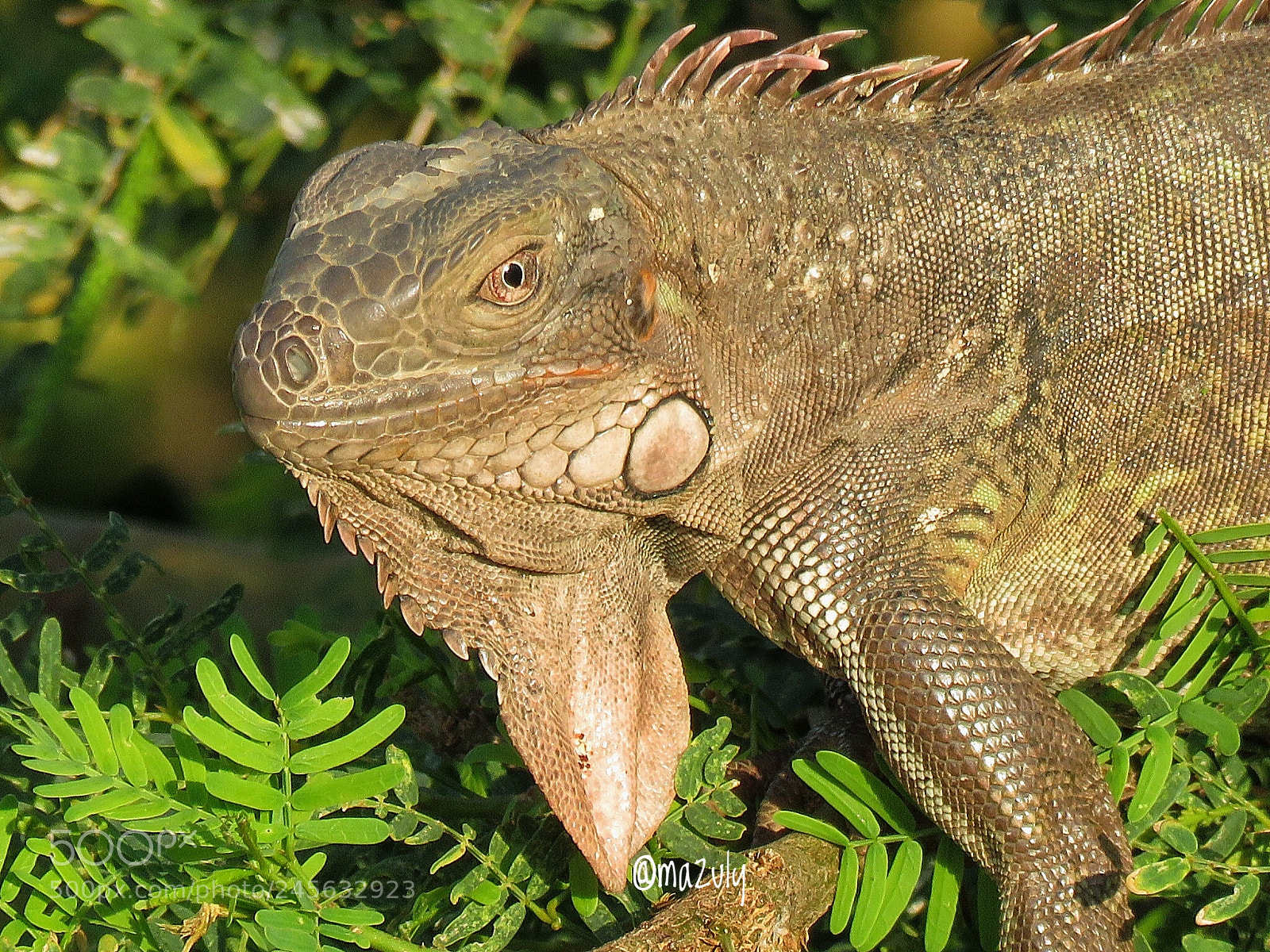 Canon PowerShot SX60 HS sample photo. Iguana ... photography