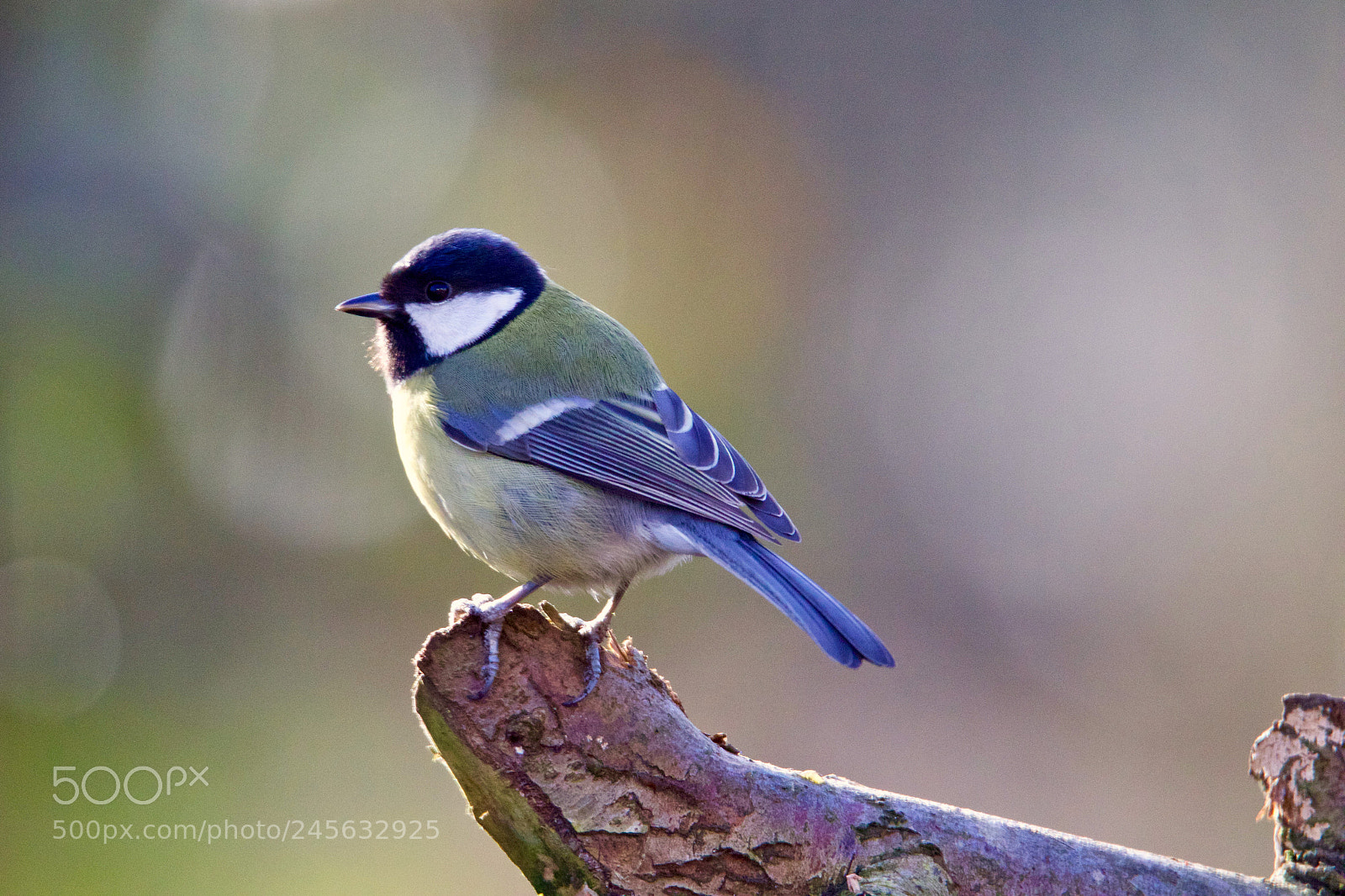 Canon EOS 7D Mark II sample photo. Great tit - koolmees photography